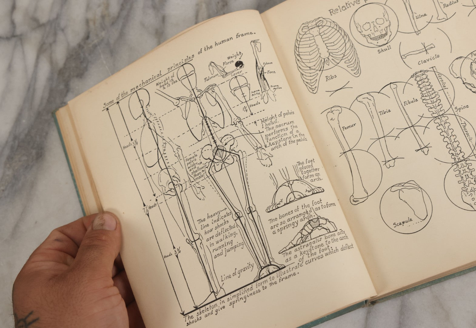 Lot 061 - "Anatomy And Drawing" Vintage Book By Victor Perard With Over One Thousand Illustrations Published By The Author, Third Edition, Fourth Printing, 1940