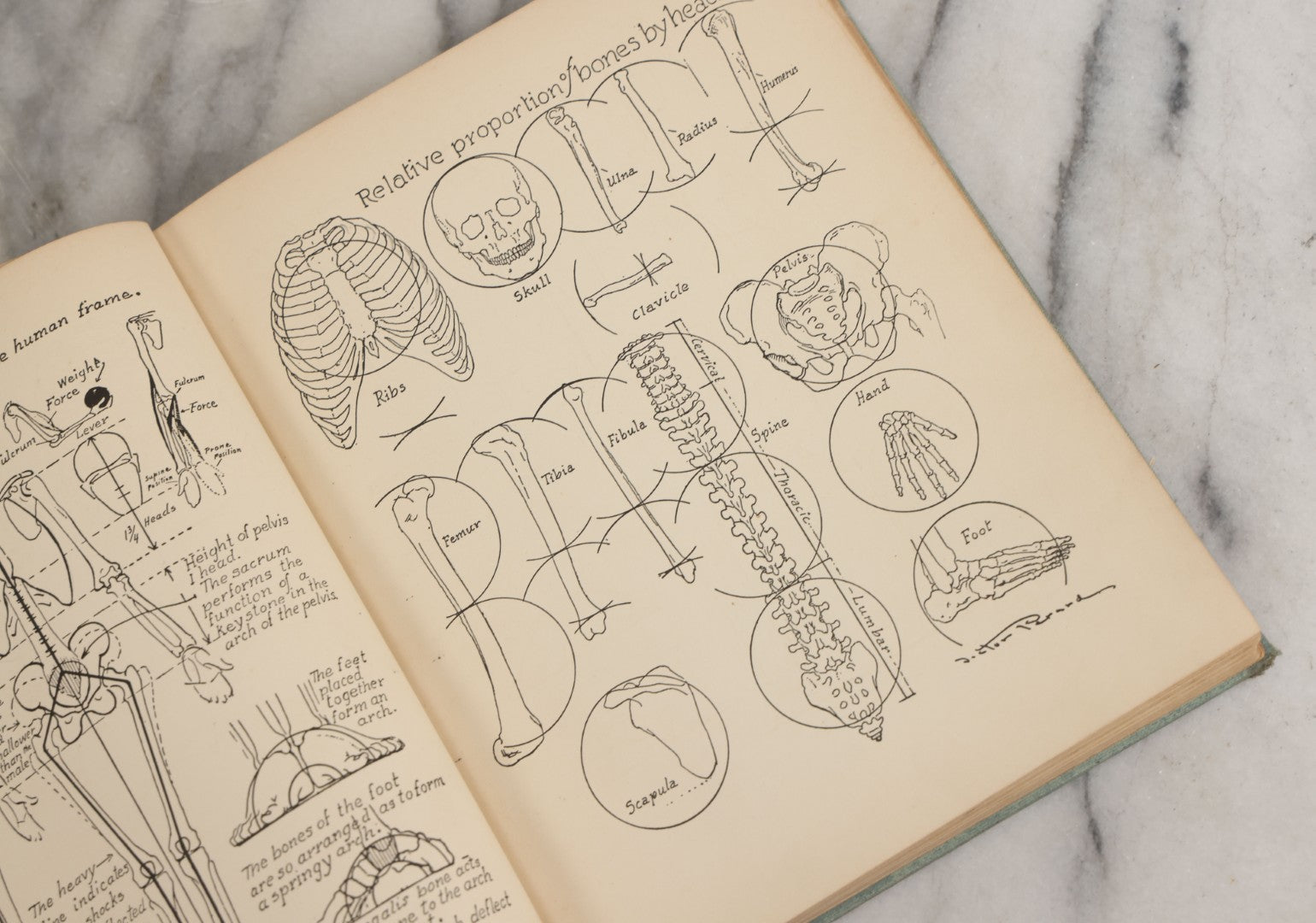Lot 061 - "Anatomy And Drawing" Vintage Book By Victor Perard With Over One Thousand Illustrations Published By The Author, Third Edition, Fourth Printing, 1940