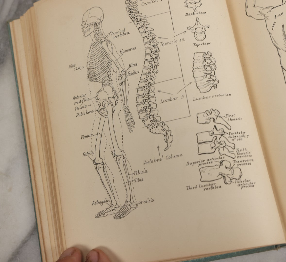Lot 061 - "Anatomy And Drawing" Vintage Book By Victor Perard With Over One Thousand Illustrations Published By The Author, Third Edition, Fourth Printing, 1940