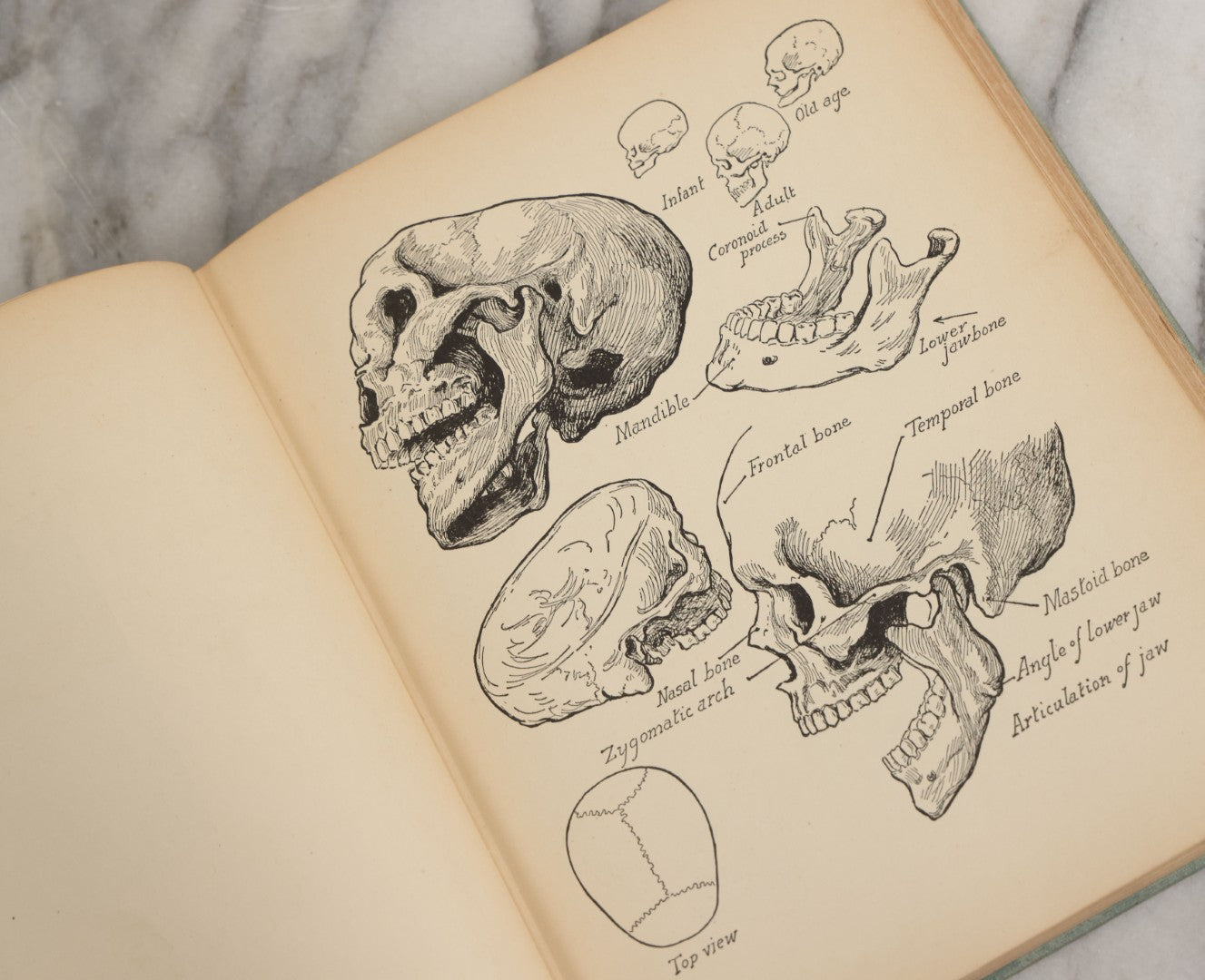 Lot 061 - "Anatomy And Drawing" Vintage Book By Victor Perard With Over One Thousand Illustrations Published By The Author, Third Edition, Fourth Printing, 1940