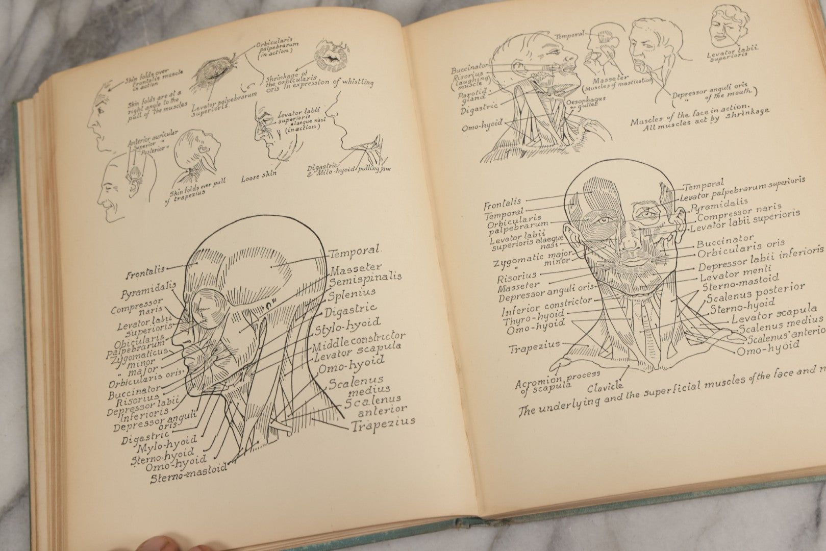Lot 061 - "Anatomy And Drawing" Vintage Book By Victor Perard With Over One Thousand Illustrations Published By The Author, Third Edition, Fourth Printing, 1940