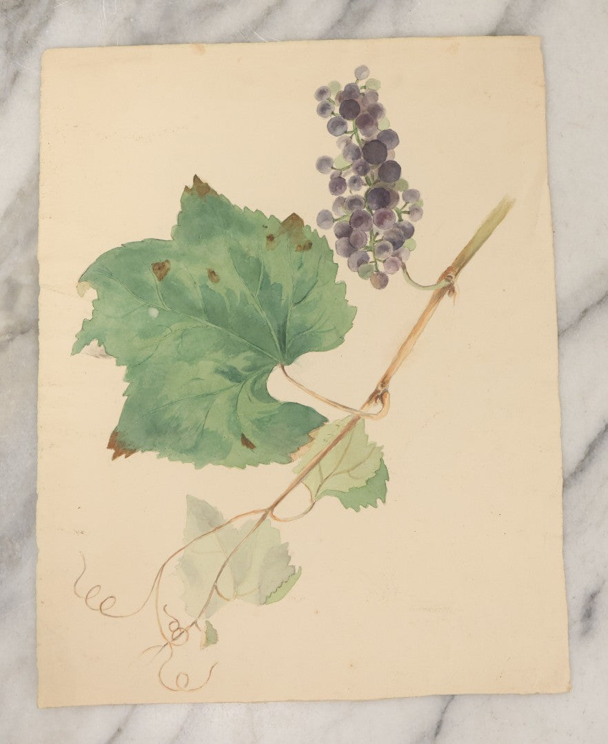 Lot 082 - Antique Unframed Botanical Watercolor Painting On Paper, Study Of Grapes Grape Leaves Circa 1890