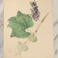Lot 082 - Antique Unframed Botanical Watercolor Painting On Paper, Study Of Grapes Grape Leaves Circa 1890