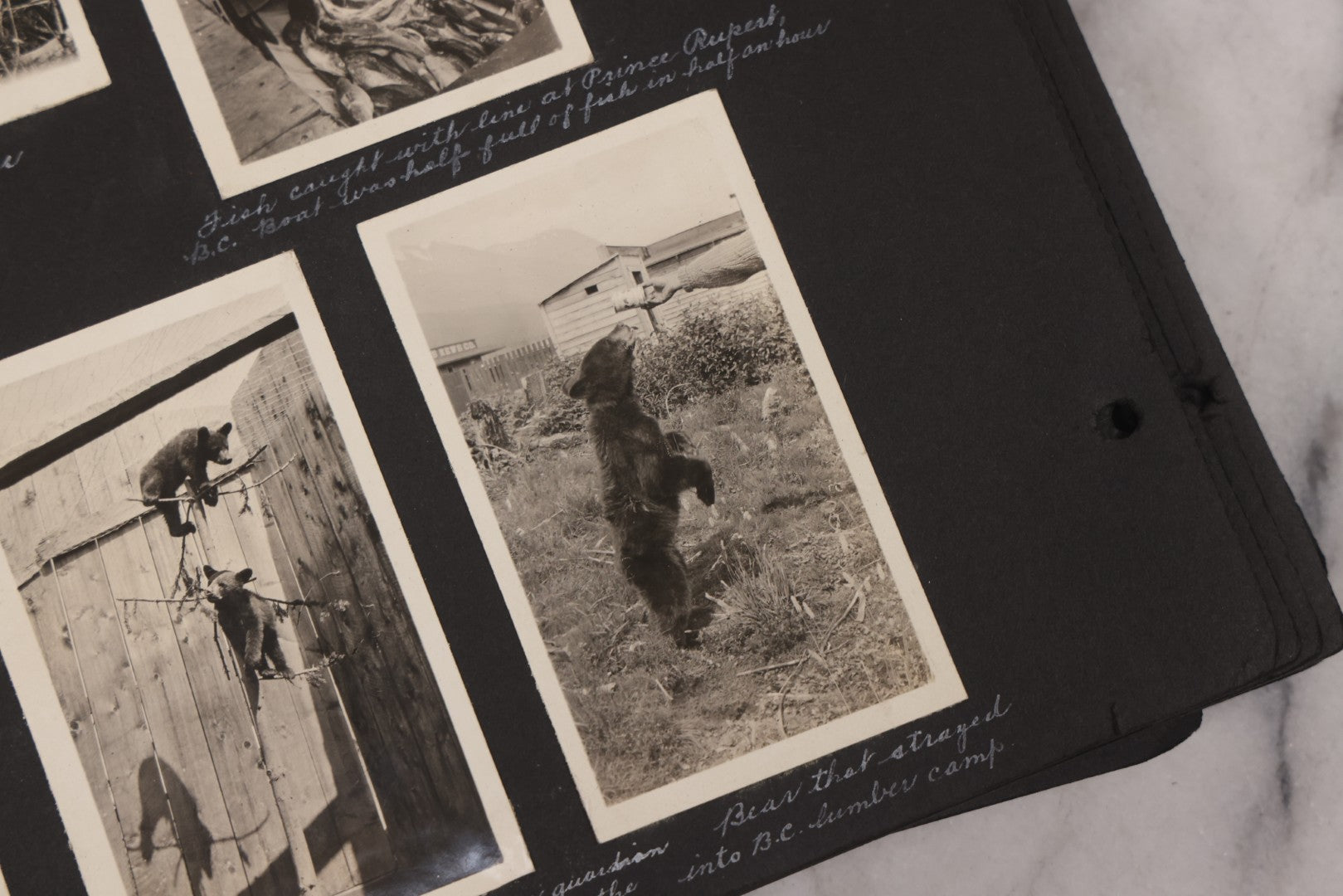 Lot 021 - Antique Snapshot Photo Album Containing 250+ Photographs Including Many Photos Of British Columbia, Railroad Accident, Bears And Bear Hunting, Animals, Cars, And Children, Circa 1905-1920, Note Pages Loose, No Covers