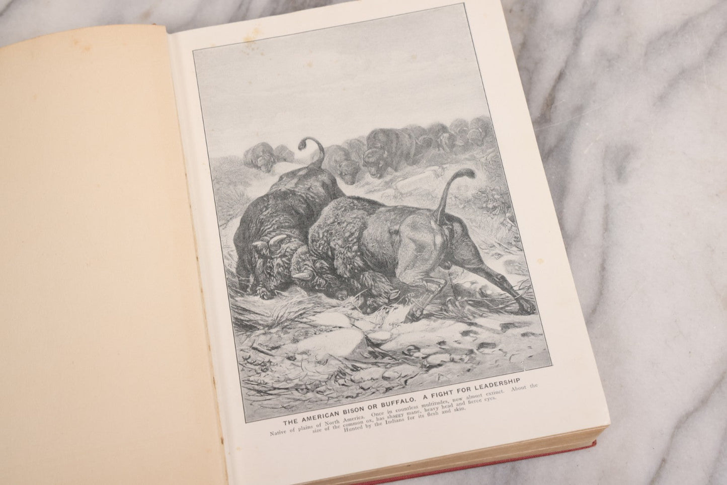 Lot 105 - "Stories About Animals For Boys And Girls, The Child's History Of Animals, A Natural History For The Young" Antique Book By Frederick Lonnkvist, Illustrated With Plates And Engravings, Copyright 1901 By W.E. Scull
