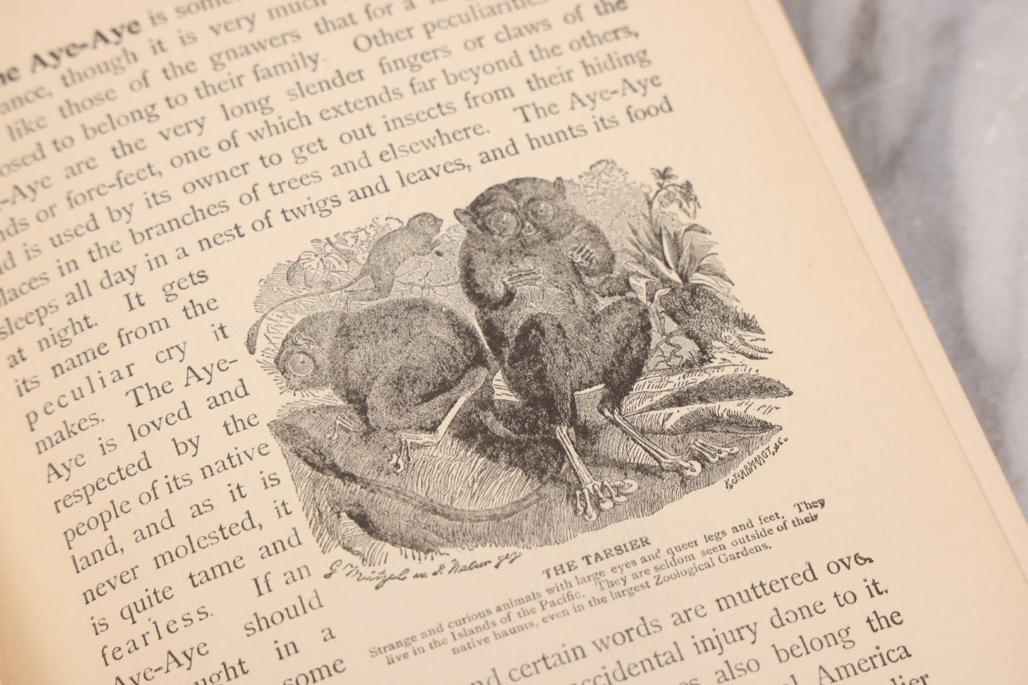 Lot 105 - "Stories About Animals For Boys And Girls, The Child's History Of Animals, A Natural History For The Young" Antique Book By Frederick Lonnkvist, Illustrated With Plates And Engravings, Copyright 1901 By W.E. Scull