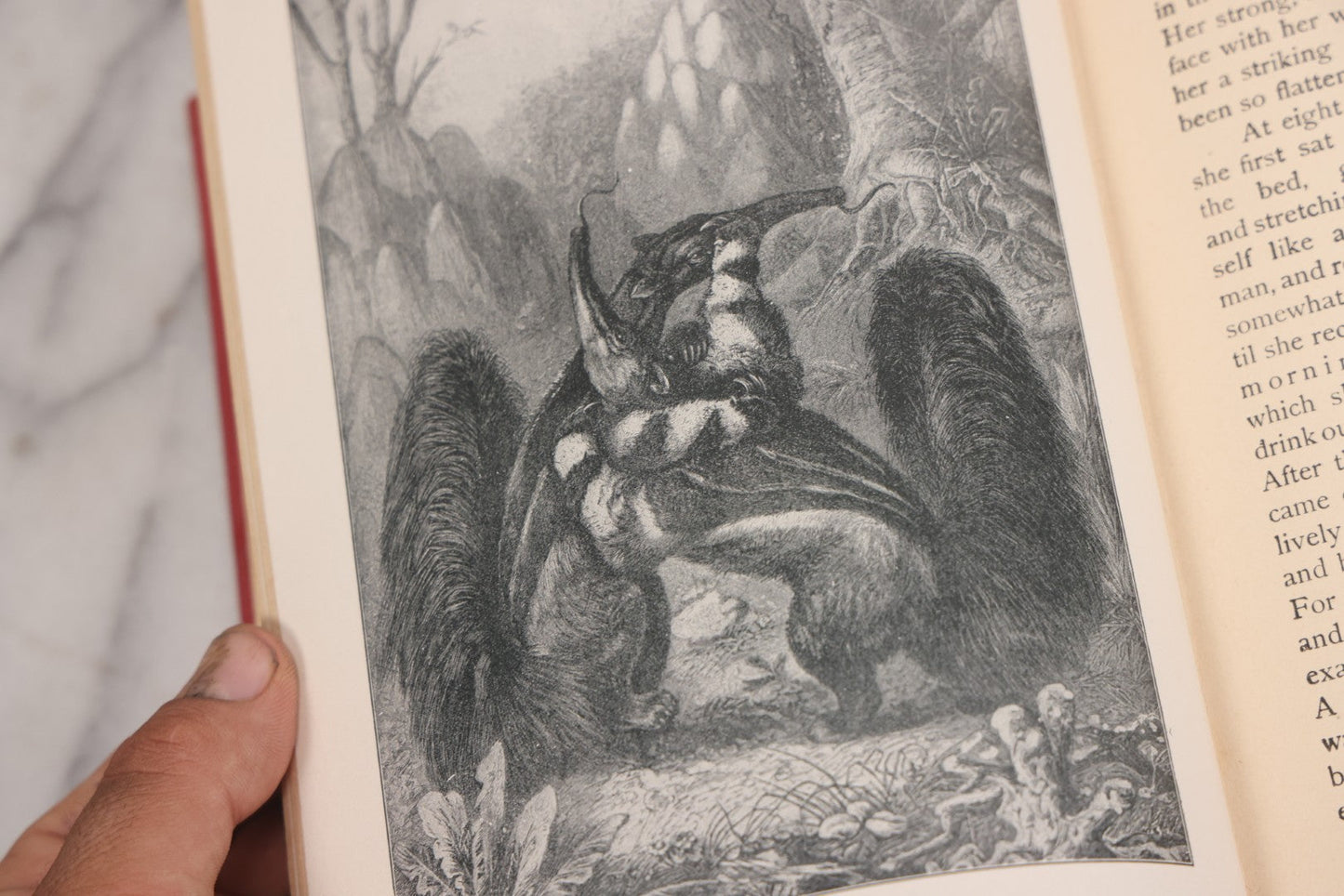 Lot 105 - "Stories About Animals For Boys And Girls, The Child's History Of Animals, A Natural History For The Young" Antique Book By Frederick Lonnkvist, Illustrated With Plates And Engravings, Copyright 1901 By W.E. Scull
