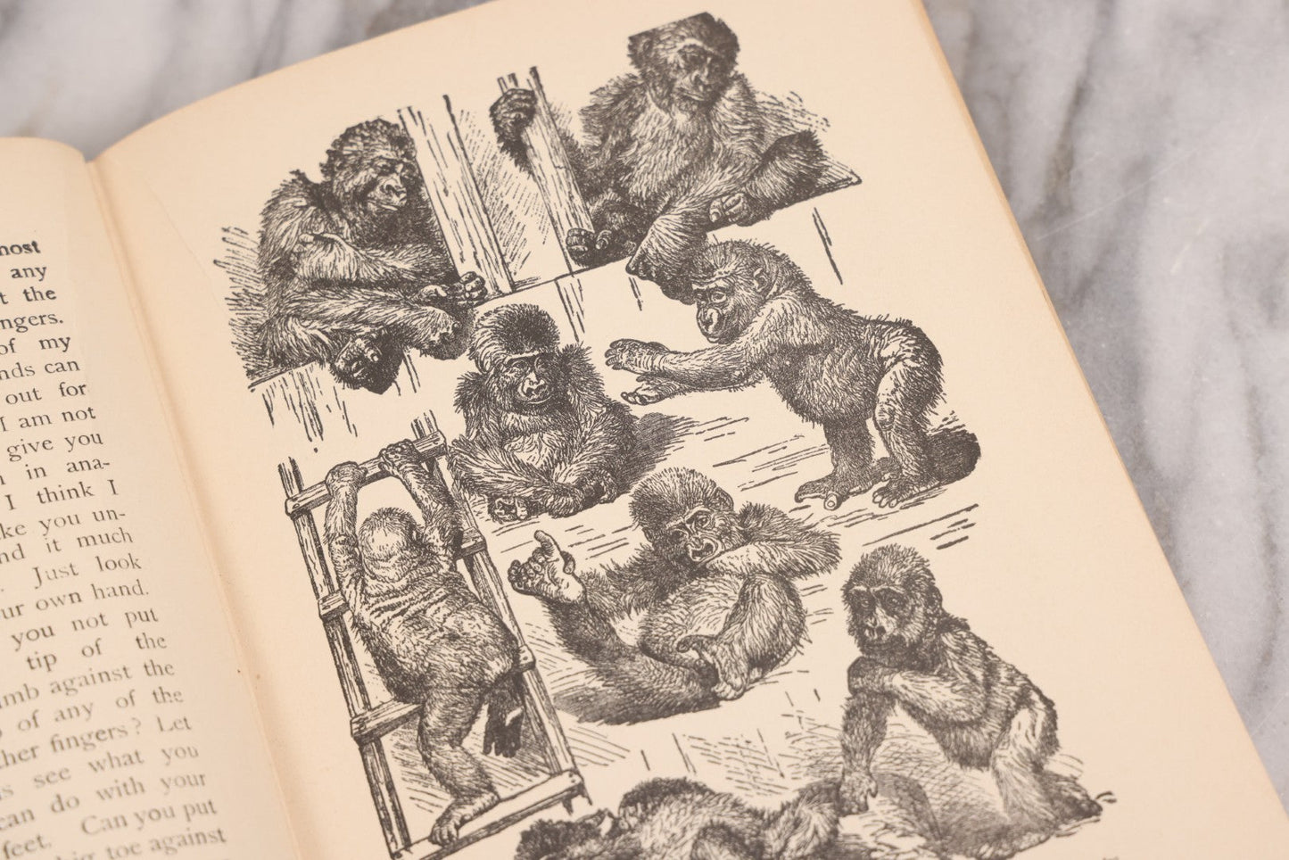 Lot 105 - "Stories About Animals For Boys And Girls, The Child's History Of Animals, A Natural History For The Young" Antique Book By Frederick Lonnkvist, Illustrated With Plates And Engravings, Copyright 1901 By W.E. Scull