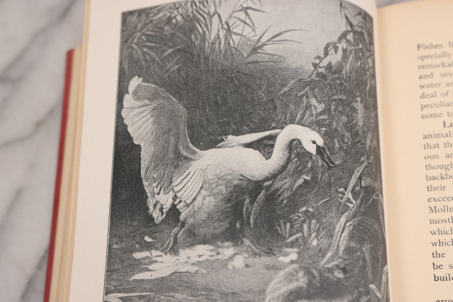 Lot 105 - "Stories About Animals For Boys And Girls, The Child's History Of Animals, A Natural History For The Young" Antique Book By Frederick Lonnkvist, Illustrated With Plates And Engravings, Copyright 1901 By W.E. Scull