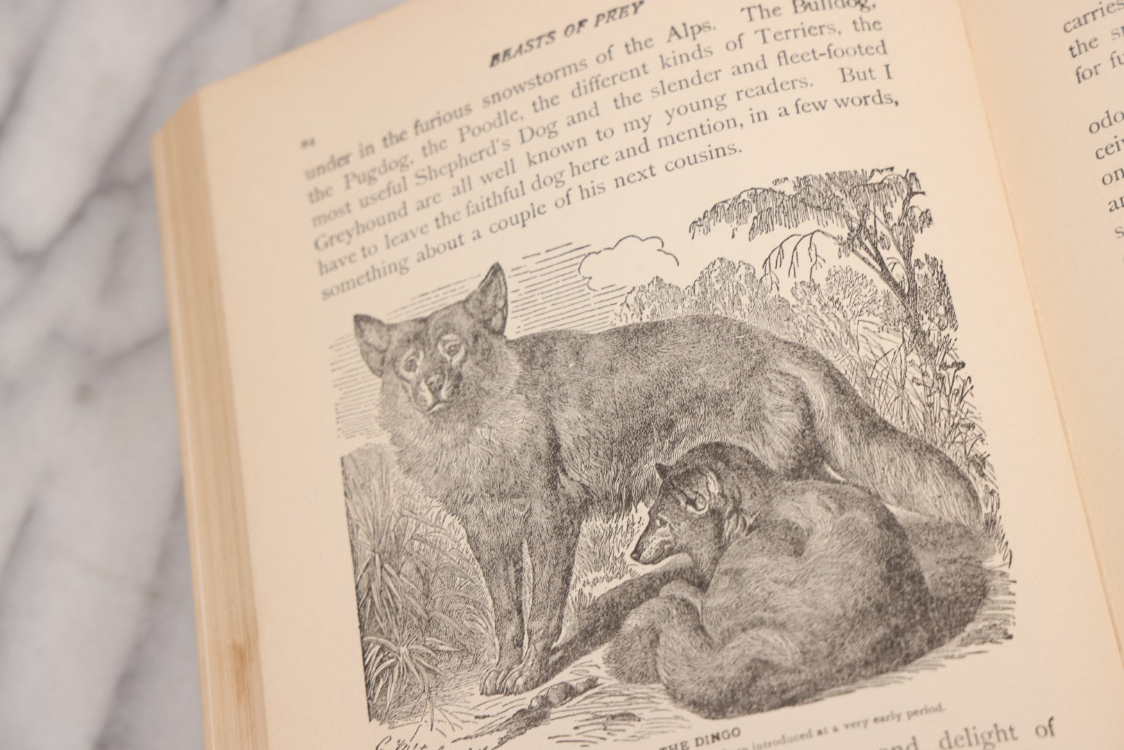 Lot 105 - "Stories About Animals For Boys And Girls, The Child's History Of Animals, A Natural History For The Young" Antique Book By Frederick Lonnkvist, Illustrated With Plates And Engravings, Copyright 1901 By W.E. Scull