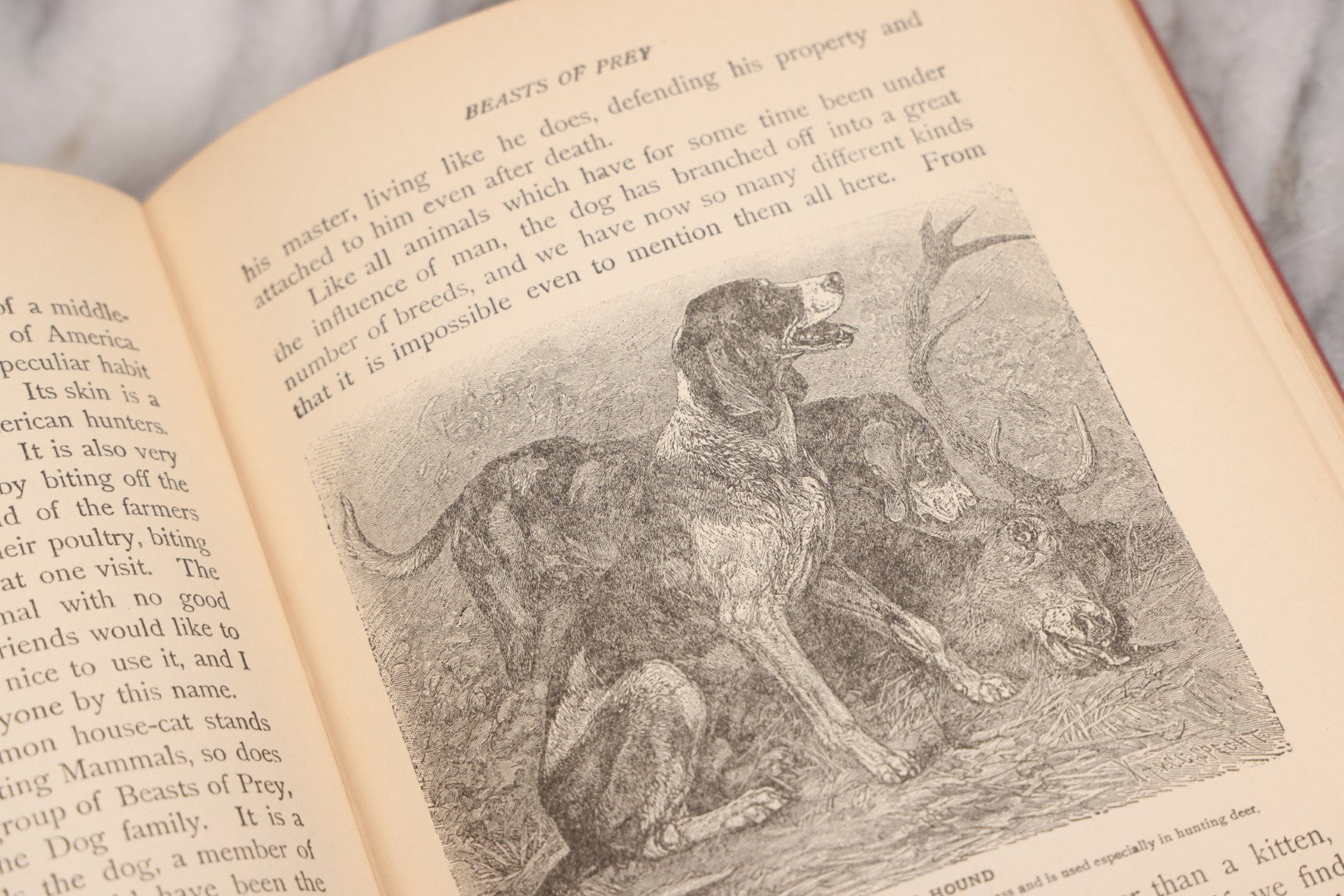 Lot 105 - "Stories About Animals For Boys And Girls, The Child's History Of Animals, A Natural History For The Young" Antique Book By Frederick Lonnkvist, Illustrated With Plates And Engravings, Copyright 1901 By W.E. Scull