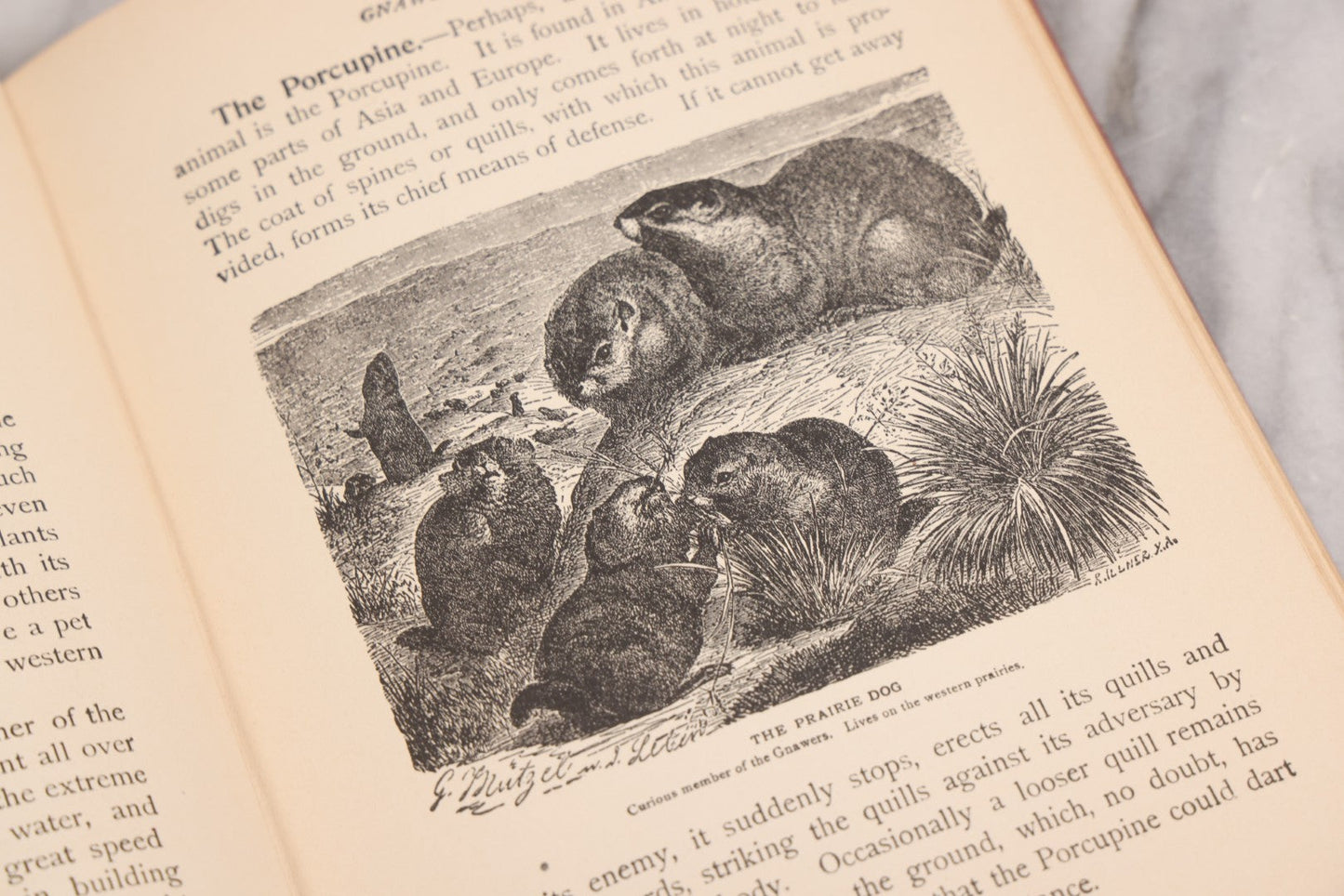 Lot 105 - "Stories About Animals For Boys And Girls, The Child's History Of Animals, A Natural History For The Young" Antique Book By Frederick Lonnkvist, Illustrated With Plates And Engravings, Copyright 1901 By W.E. Scull
