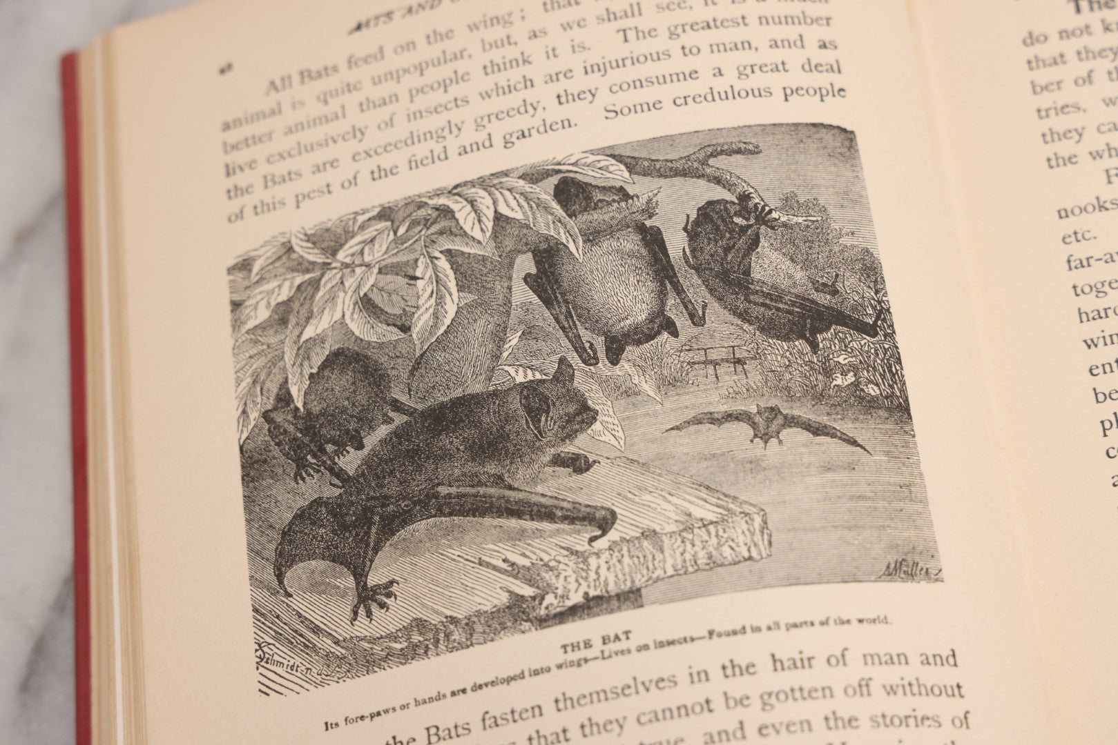 Lot 105 - "Stories About Animals For Boys And Girls, The Child's History Of Animals, A Natural History For The Young" Antique Book By Frederick Lonnkvist, Illustrated With Plates And Engravings, Copyright 1901 By W.E. Scull