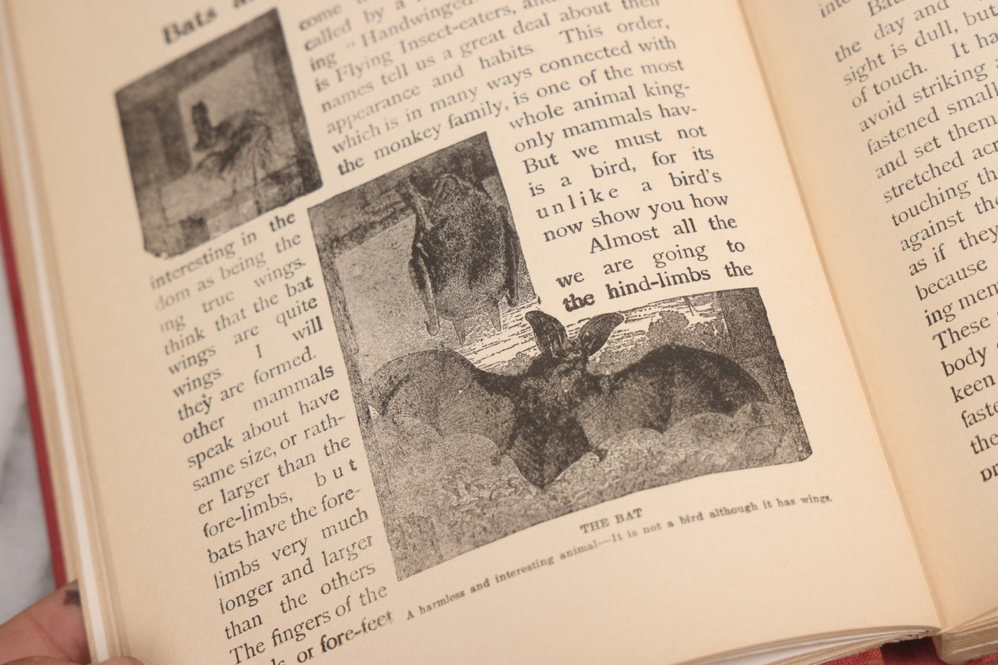 Lot 105 - "Stories About Animals For Boys And Girls, The Child's History Of Animals, A Natural History For The Young" Antique Book By Frederick Lonnkvist, Illustrated With Plates And Engravings, Copyright 1901 By W.E. Scull