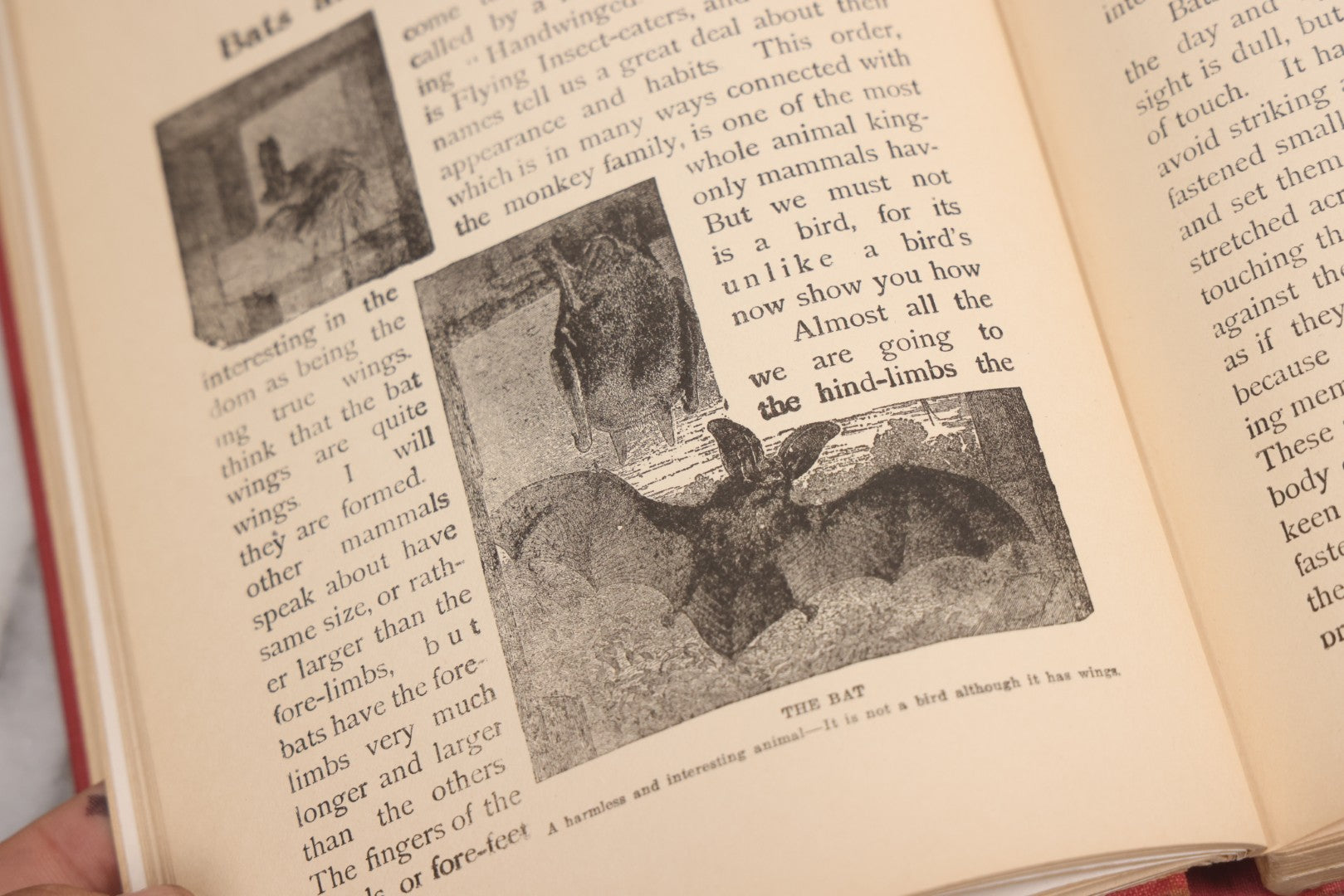 Lot 105 - "Stories About Animals For Boys And Girls, The Child's History Of Animals, A Natural History For The Young" Antique Book By Frederick Lonnkvist, Illustrated With Plates And Engravings, Copyright 1901 By W.E. Scull