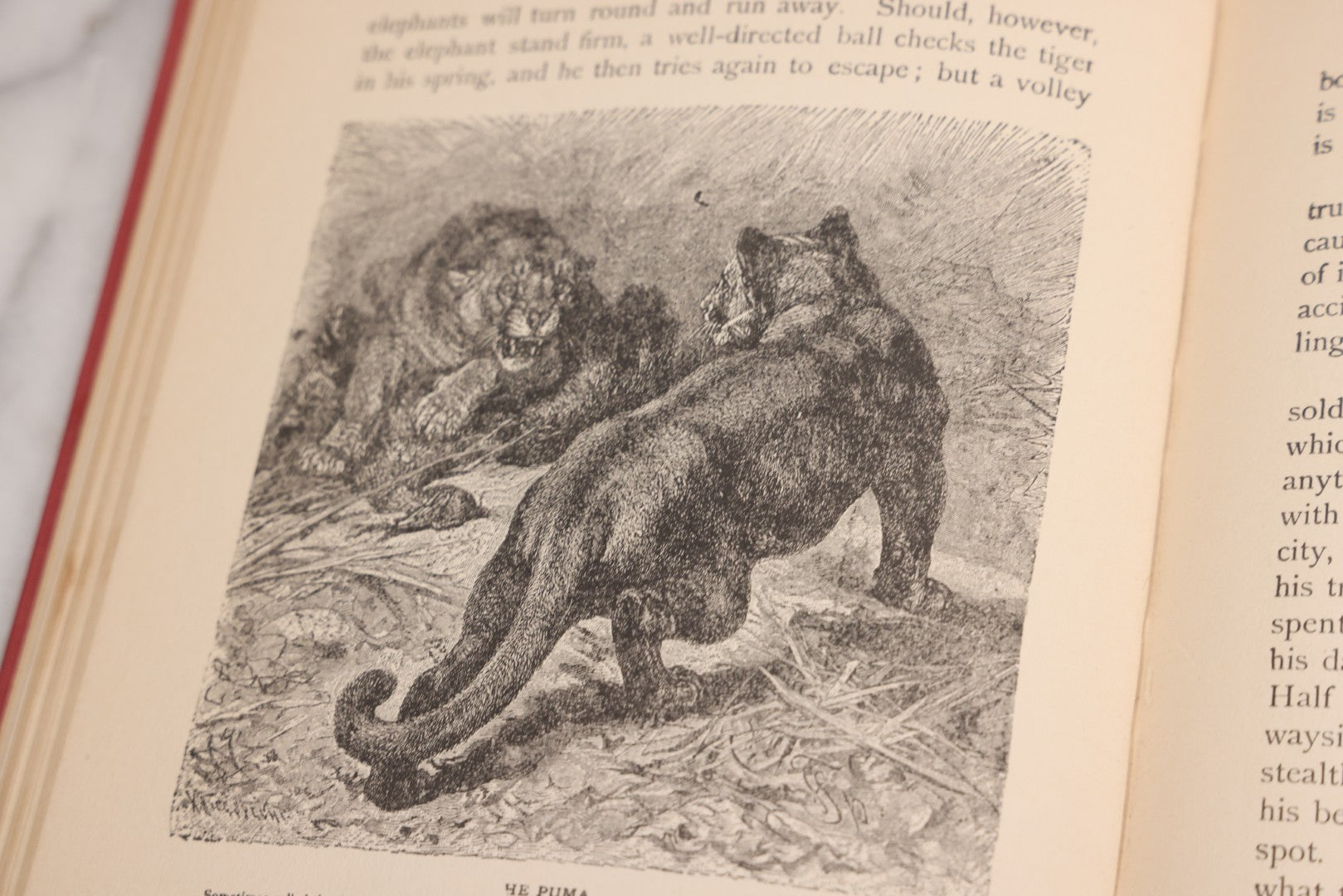 Lot 105 - "Stories About Animals For Boys And Girls, The Child's History Of Animals, A Natural History For The Young" Antique Book By Frederick Lonnkvist, Illustrated With Plates And Engravings, Copyright 1901 By W.E. Scull