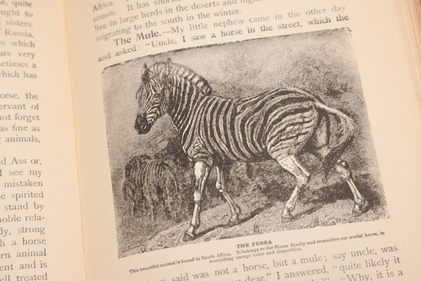 Lot 105 - "Stories About Animals For Boys And Girls, The Child's History Of Animals, A Natural History For The Young" Antique Book By Frederick Lonnkvist, Illustrated With Plates And Engravings, Copyright 1901 By W.E. Scull