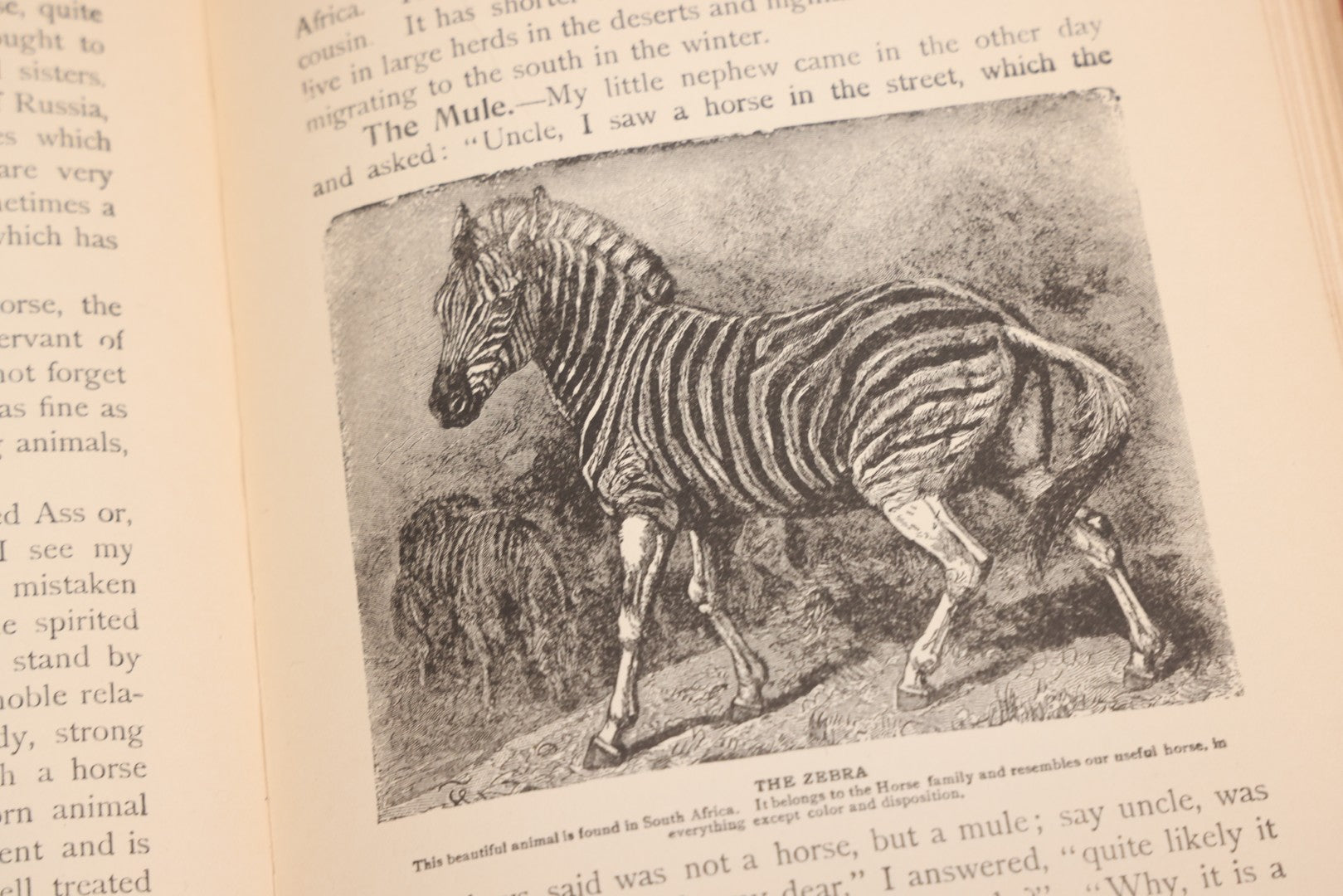 Lot 105 - "Stories About Animals For Boys And Girls, The Child's History Of Animals, A Natural History For The Young" Antique Book By Frederick Lonnkvist, Illustrated With Plates And Engravings, Copyright 1901 By W.E. Scull