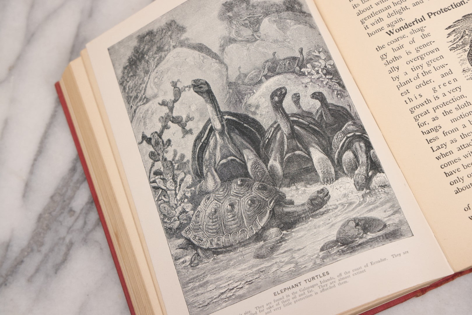 Lot 105 - "Stories About Animals For Boys And Girls, The Child's History Of Animals, A Natural History For The Young" Antique Book By Frederick Lonnkvist, Illustrated With Plates And Engravings, Copyright 1901 By W.E. Scull