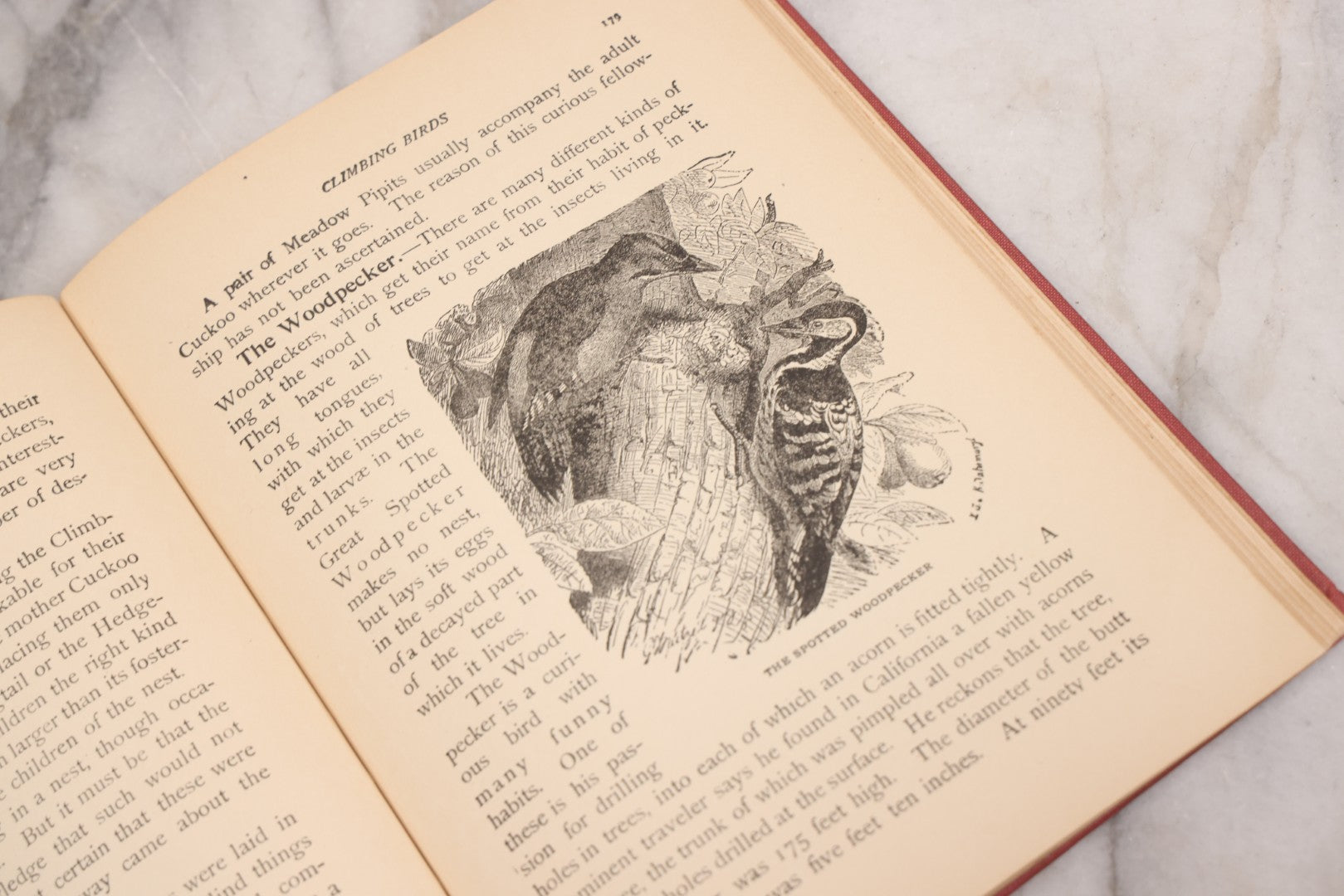 Lot 105 - "Stories About Animals For Boys And Girls, The Child's History Of Animals, A Natural History For The Young" Antique Book By Frederick Lonnkvist, Illustrated With Plates And Engravings, Copyright 1901 By W.E. Scull