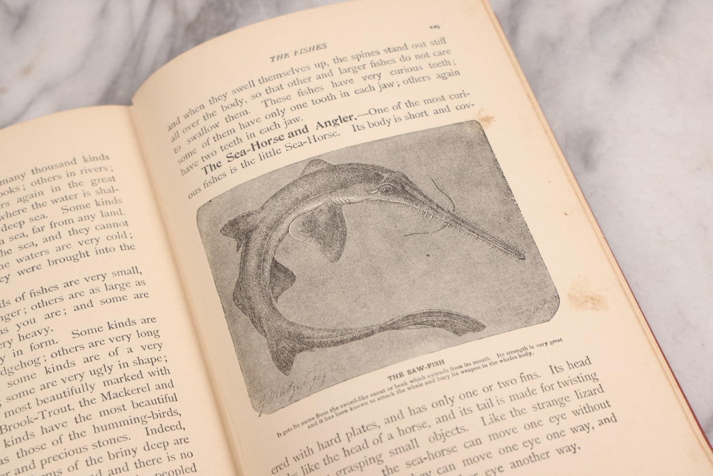 Lot 105 - "Stories About Animals For Boys And Girls, The Child's History Of Animals, A Natural History For The Young" Antique Book By Frederick Lonnkvist, Illustrated With Plates And Engravings, Copyright 1901 By W.E. Scull