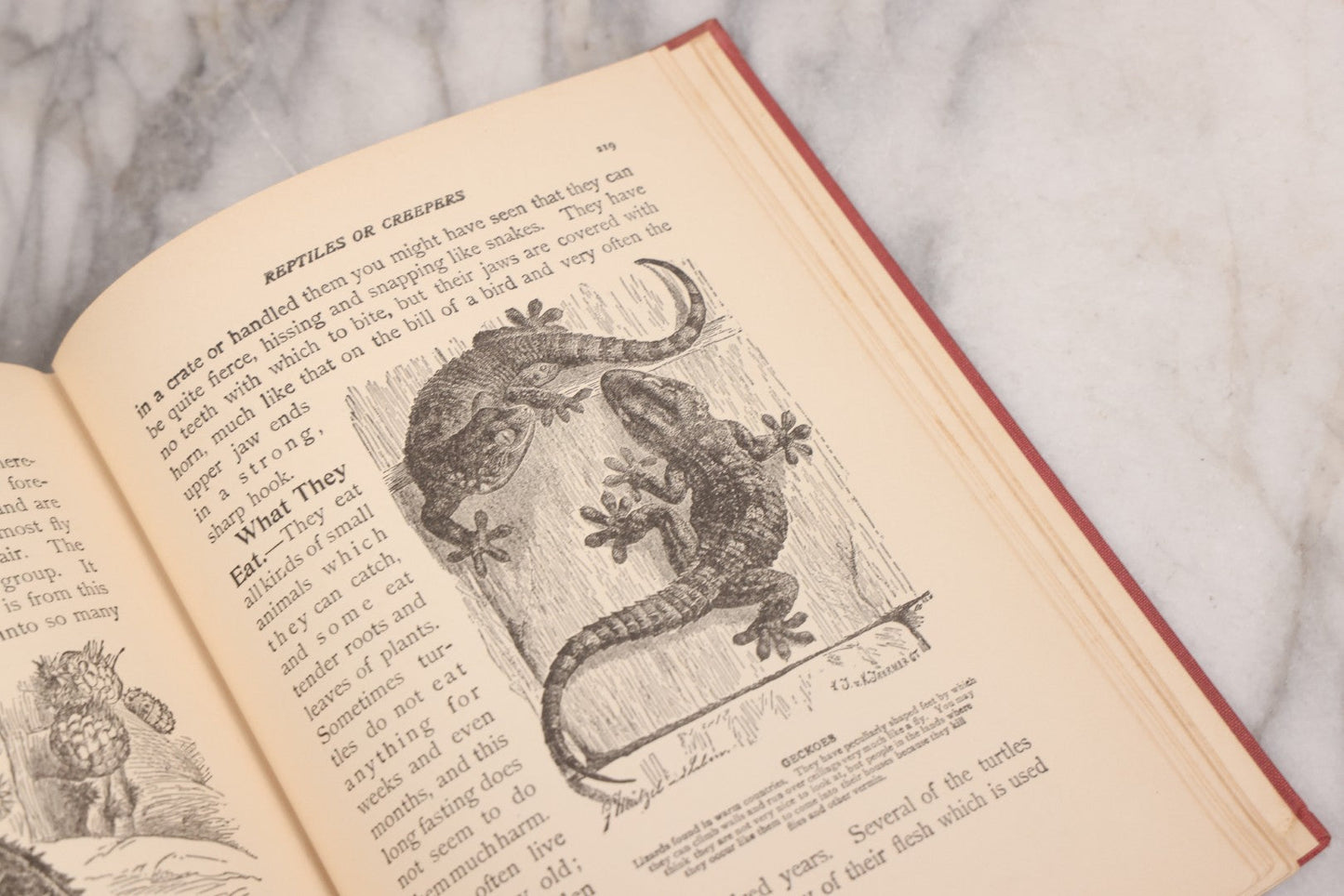 Lot 105 - "Stories About Animals For Boys And Girls, The Child's History Of Animals, A Natural History For The Young" Antique Book By Frederick Lonnkvist, Illustrated With Plates And Engravings, Copyright 1901 By W.E. Scull