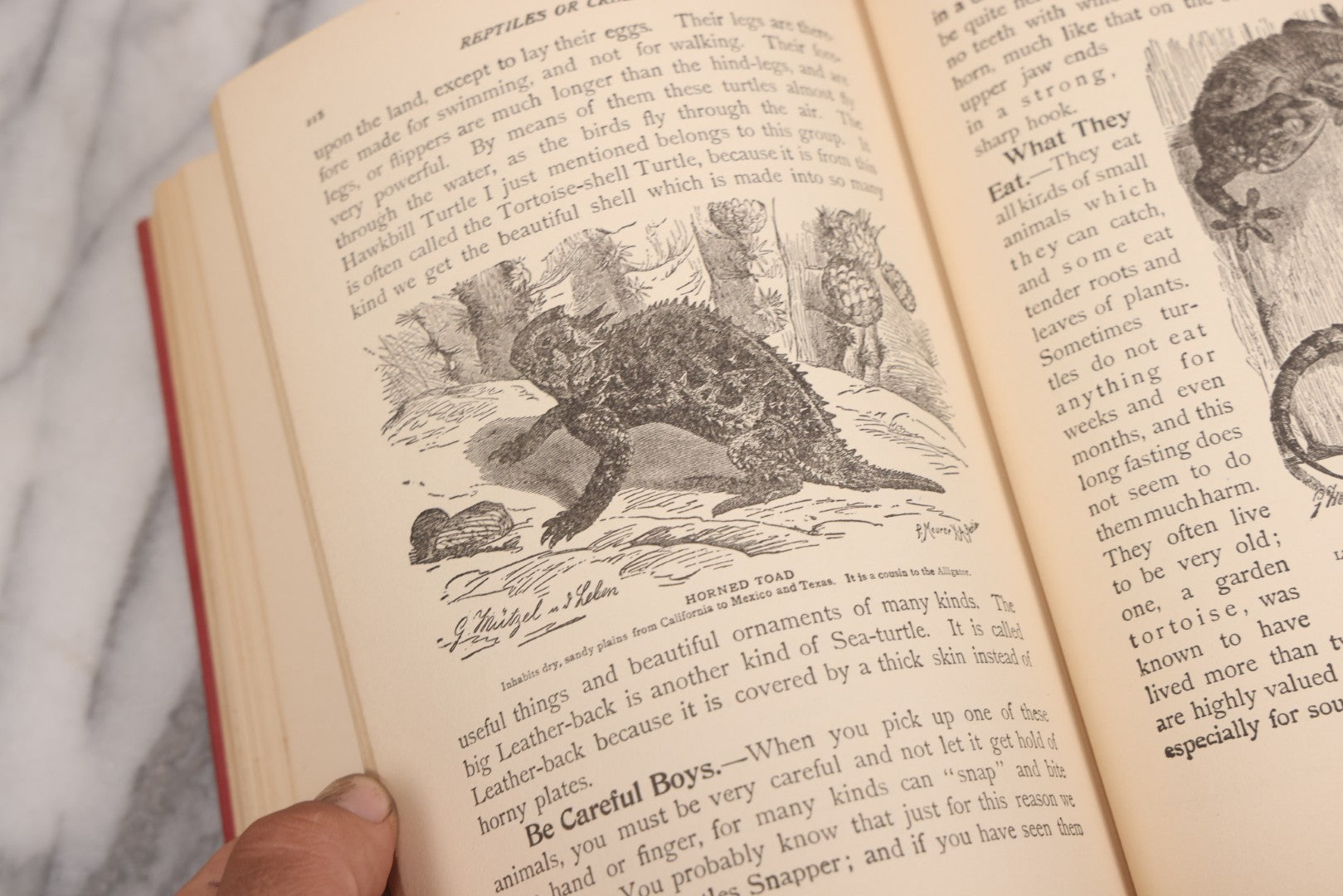 Lot 105 - "Stories About Animals For Boys And Girls, The Child's History Of Animals, A Natural History For The Young" Antique Book By Frederick Lonnkvist, Illustrated With Plates And Engravings, Copyright 1901 By W.E. Scull