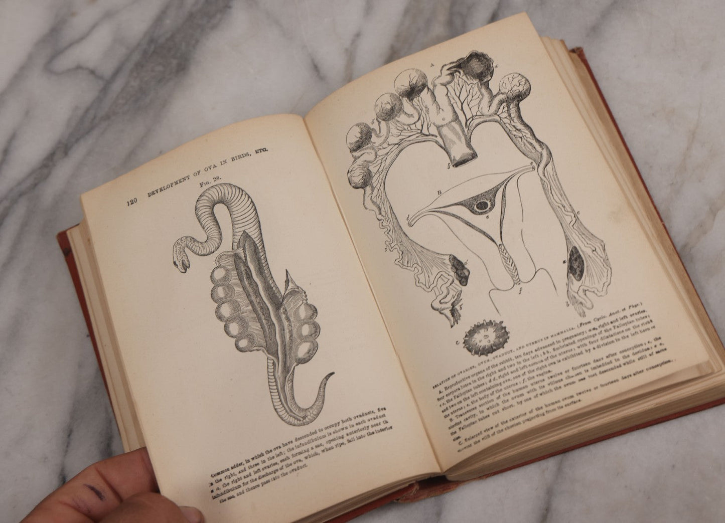 Lot 106 - "The Ladies Medical Guide" Antique Book By S. Pancoast, M.D., Illustrated With Over 100 Engravings, John E. Potter And Company, Publishers, Philadelphia, 1875