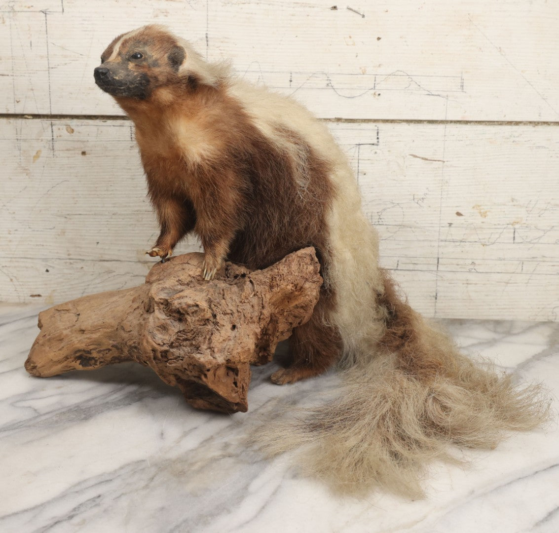 Lot 007 - Antique Skunk Full Taxidermy Mount On Natural Driftwood Log Base