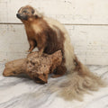 Lot 007 - Antique Skunk Full Taxidermy Mount On Natural Driftwood Log Base, 13" H