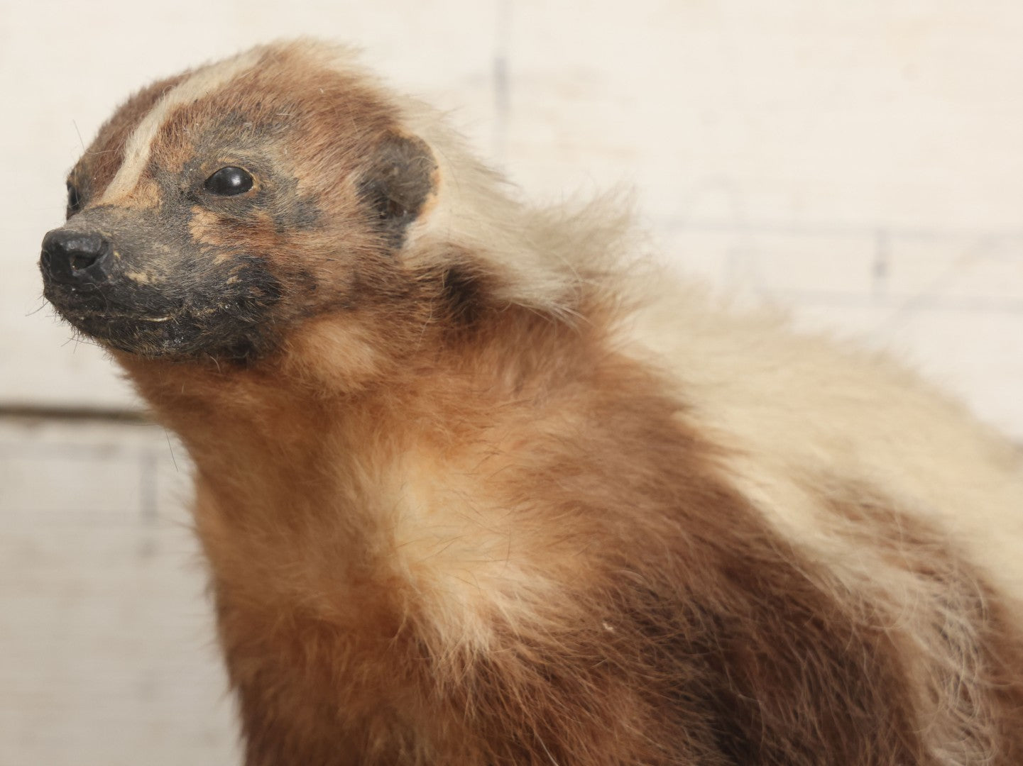 Lot 007 - Antique Skunk Full Taxidermy Mount On Natural Driftwood Log Base