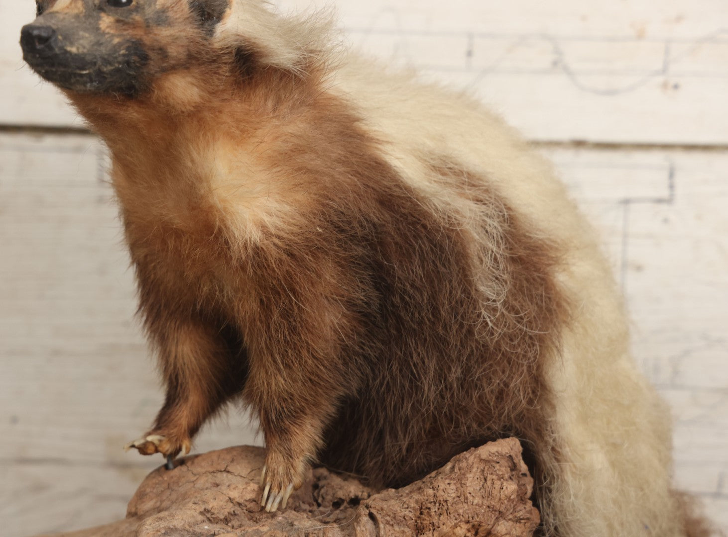 Lot 007 - Antique Skunk Full Taxidermy Mount On Natural Driftwood Log Base