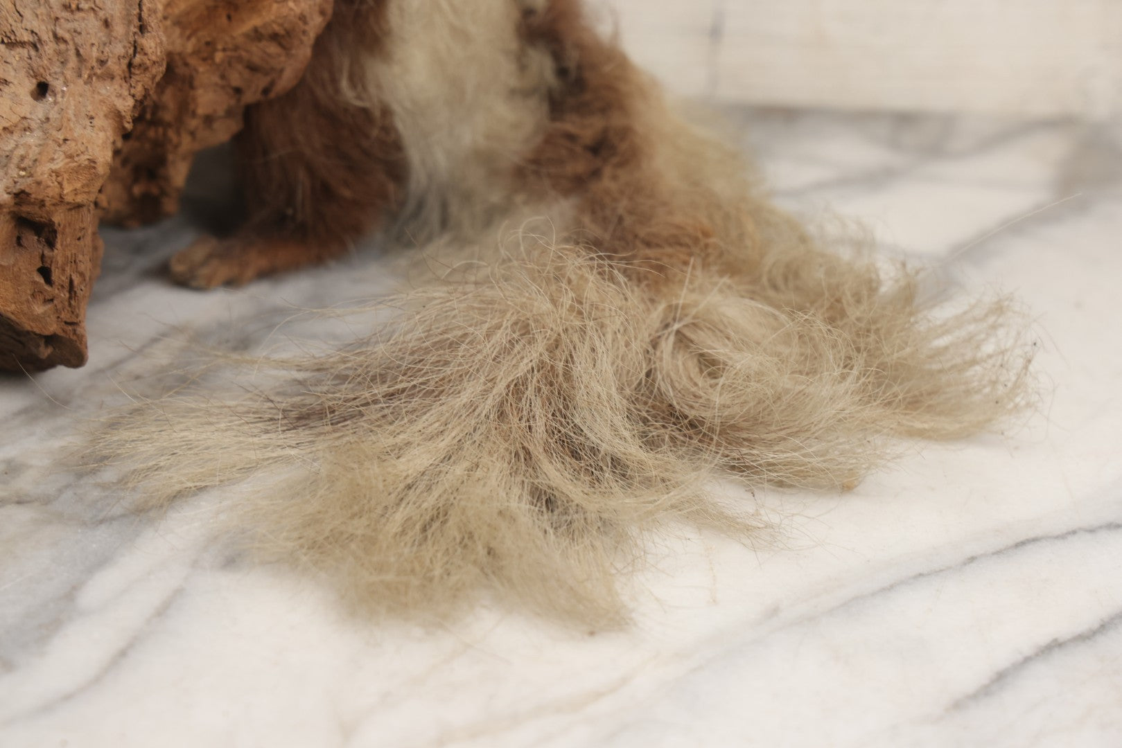 Lot 007 - Antique Skunk Full Taxidermy Mount On Natural Driftwood Log Base