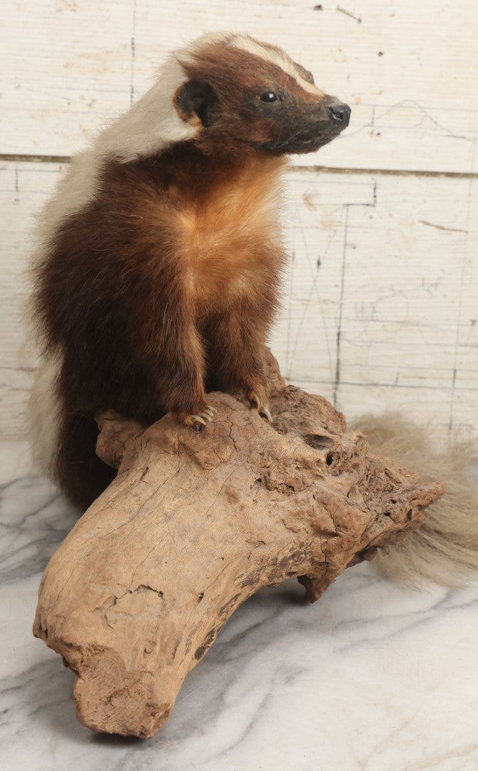 Lot 007 - Antique Skunk Full Taxidermy Mount On Natural Driftwood Log Base