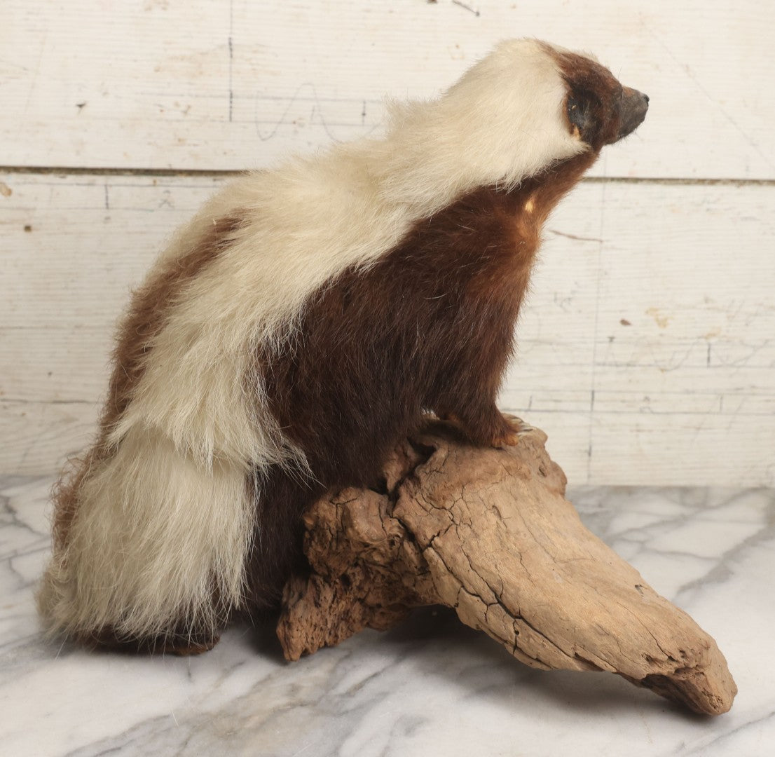 Lot 007 - Antique Skunk Full Taxidermy Mount On Natural Driftwood Log Base