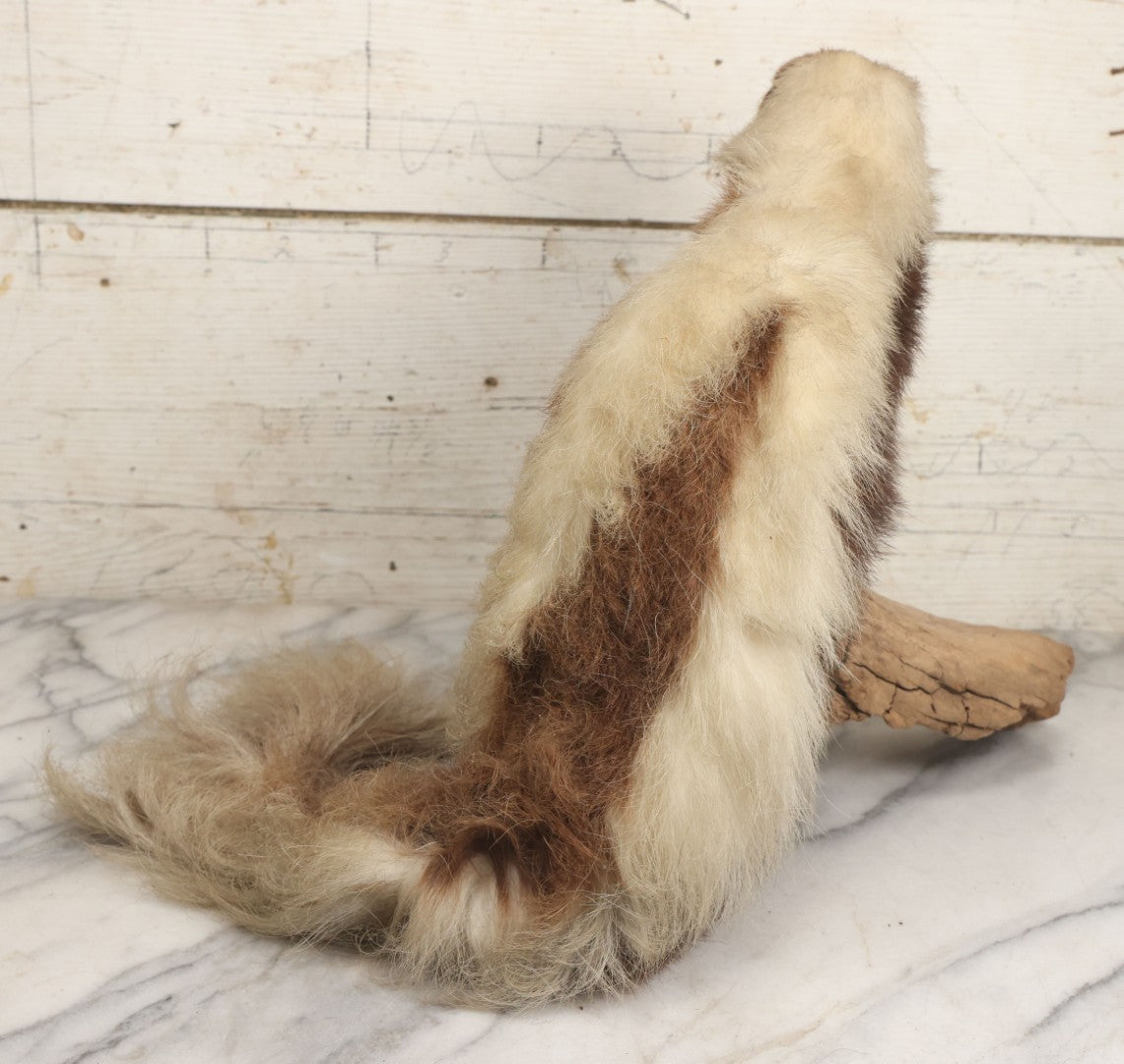Lot 007 - Antique Skunk Full Taxidermy Mount On Natural Driftwood Log Base