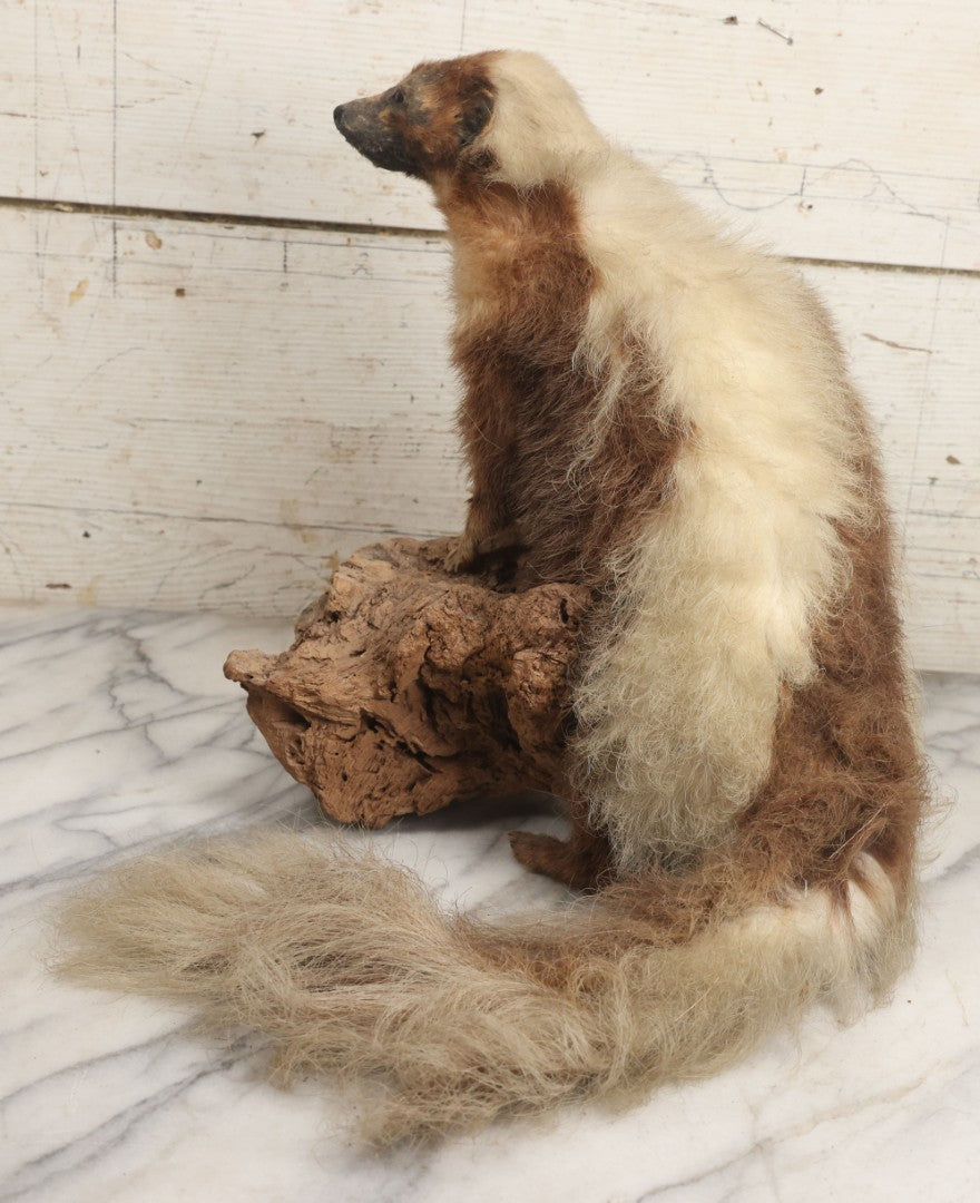 Lot 007 - Antique Skunk Full Taxidermy Mount On Natural Driftwood Log Base