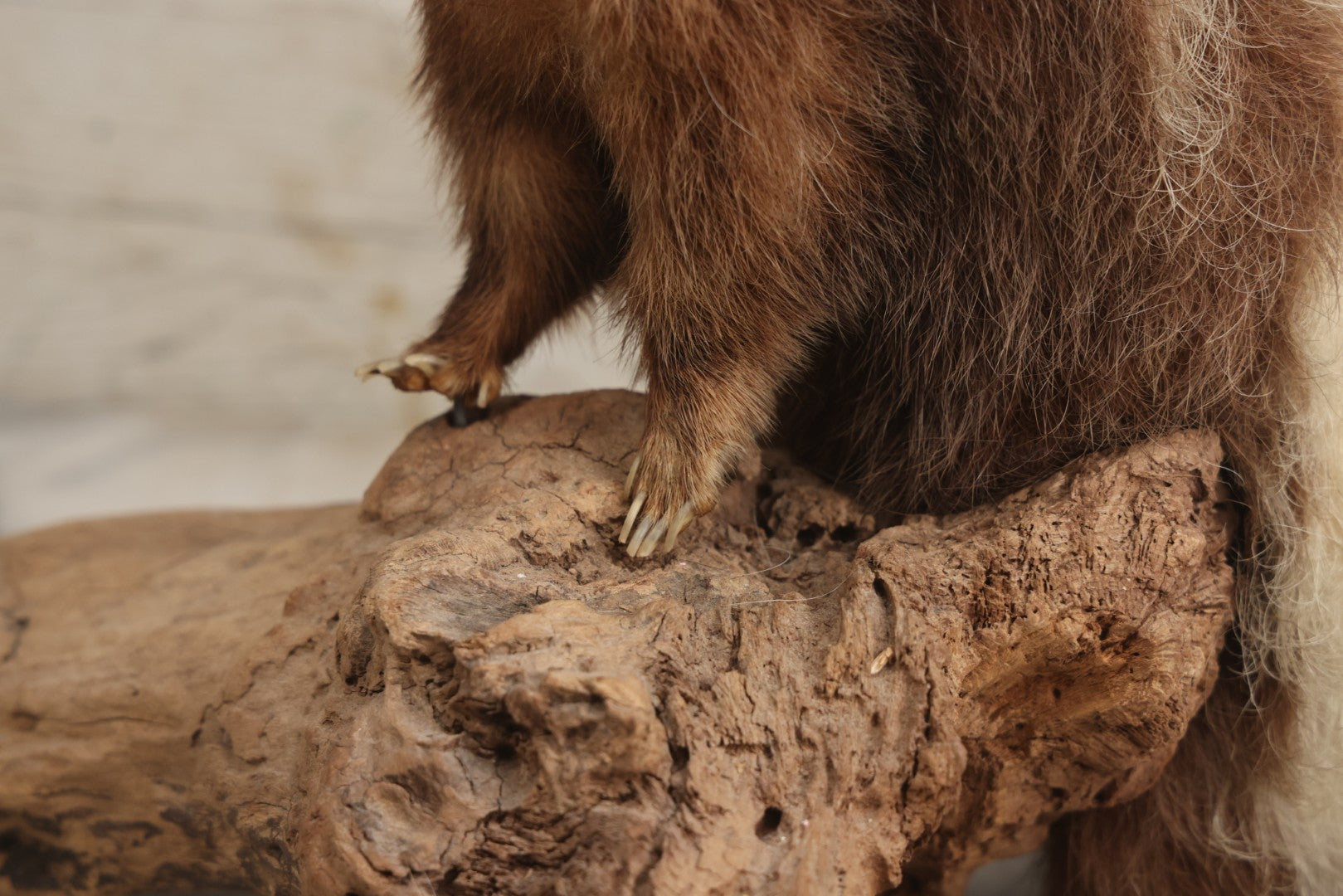 Lot 007 - Antique Skunk Full Taxidermy Mount On Natural Driftwood Log Base