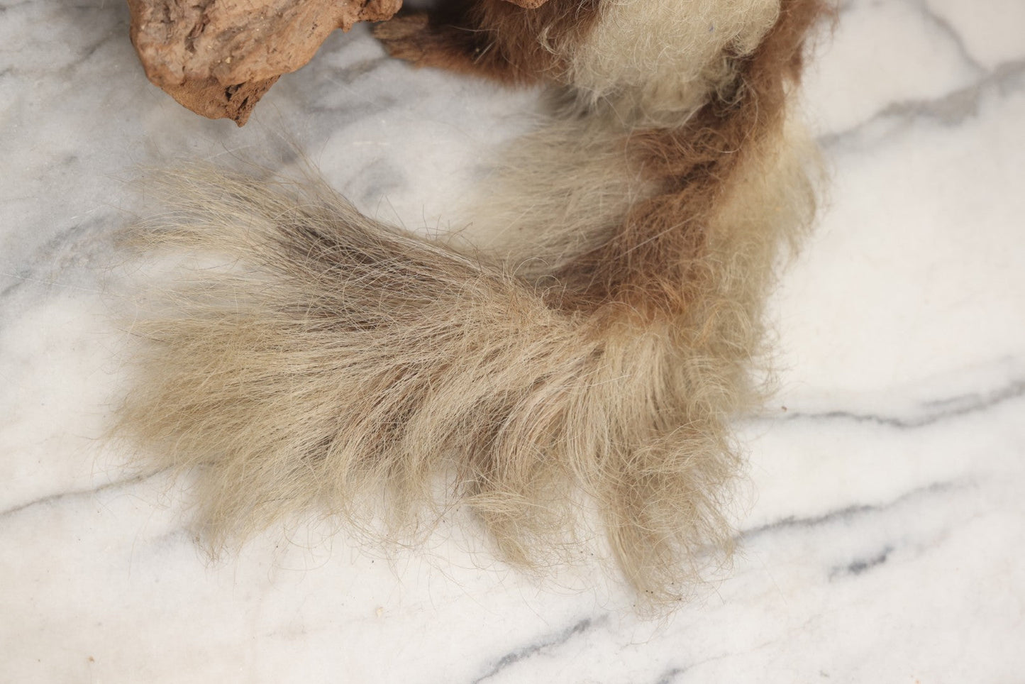 Lot 007 - Antique Skunk Full Taxidermy Mount On Natural Driftwood Log Base