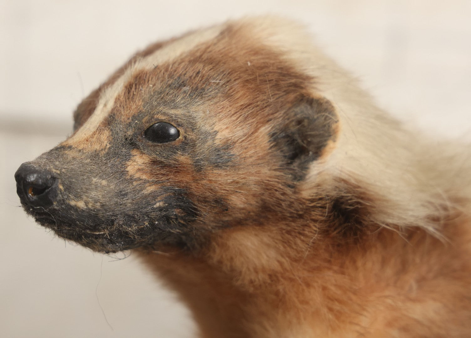 Lot 007 - Antique Skunk Full Taxidermy Mount On Natural Driftwood Log Base
