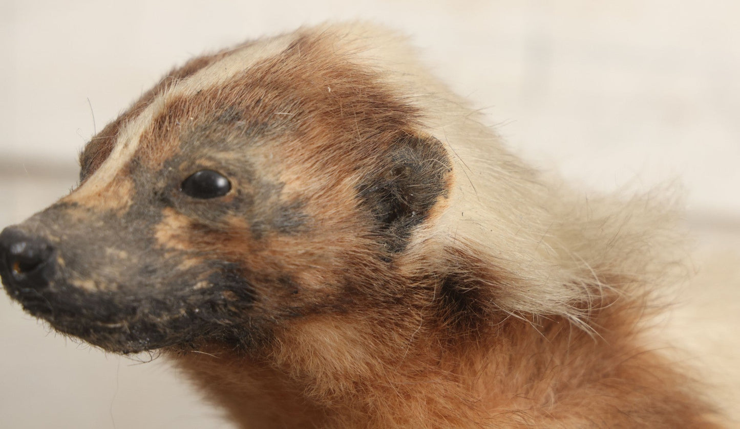 Lot 007 - Antique Skunk Full Taxidermy Mount On Natural Driftwood Log Base