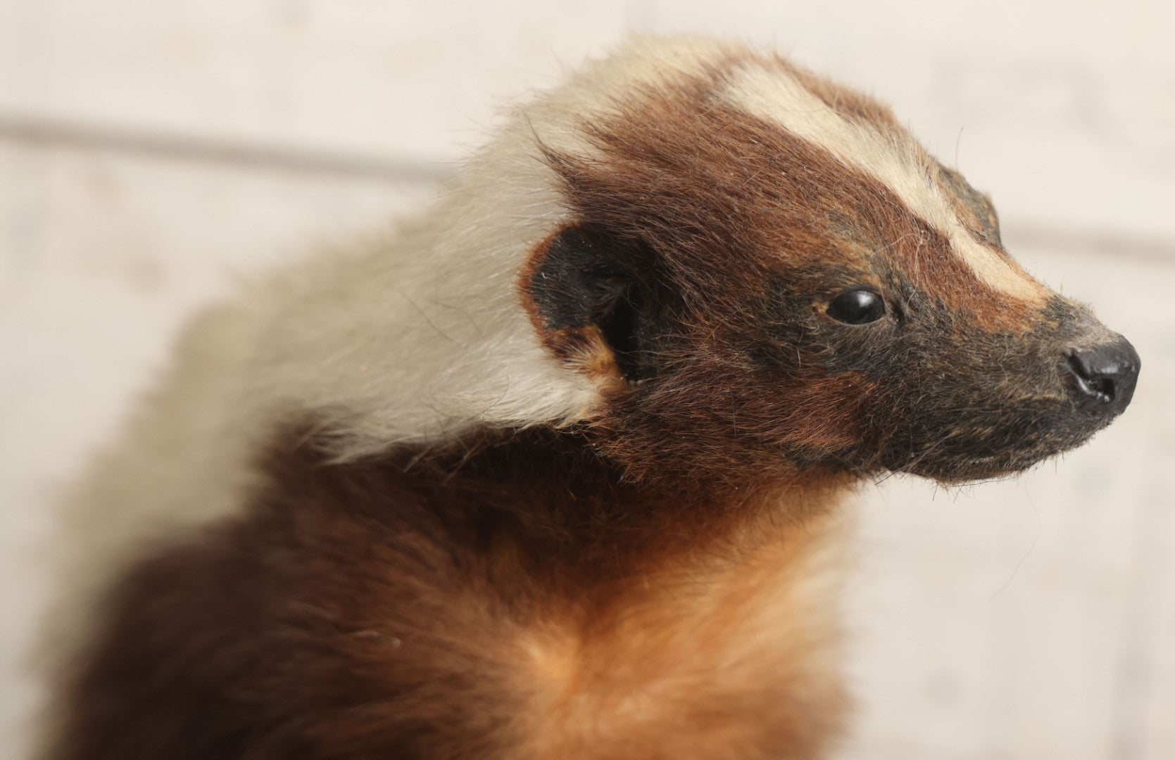 Lot 007 - Antique Skunk Full Taxidermy Mount On Natural Driftwood Log Base