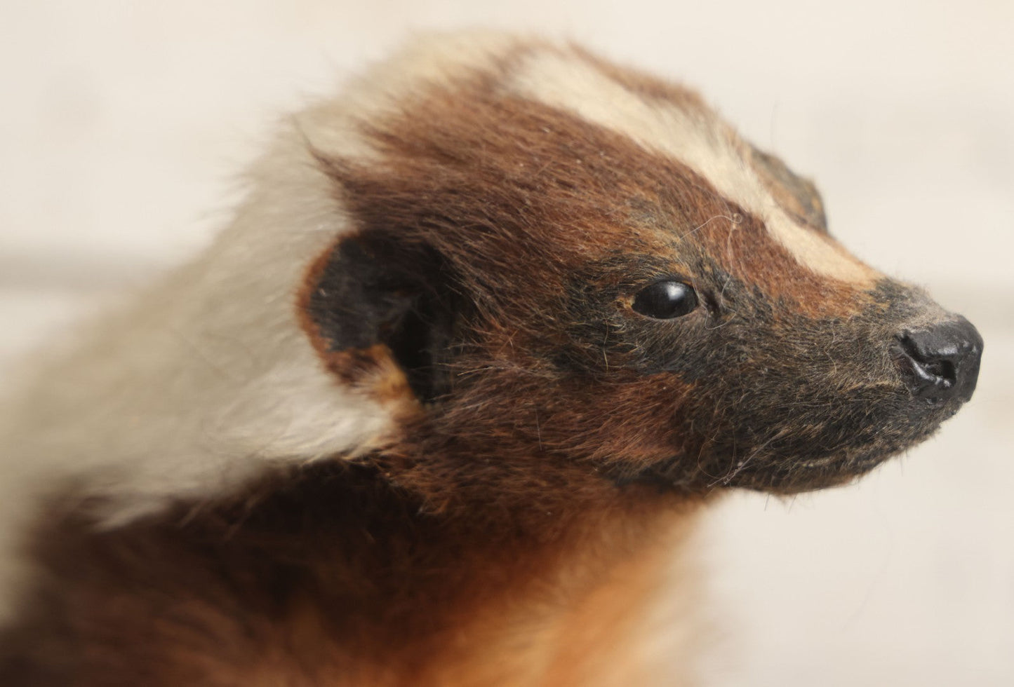 Lot 007 - Antique Skunk Full Taxidermy Mount On Natural Driftwood Log Base