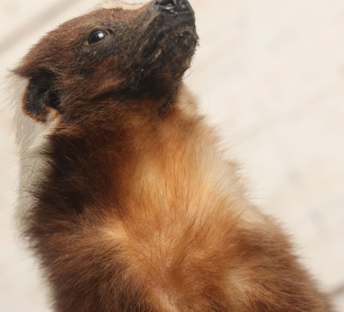 Lot 007 - Antique Skunk Full Taxidermy Mount On Natural Driftwood Log Base