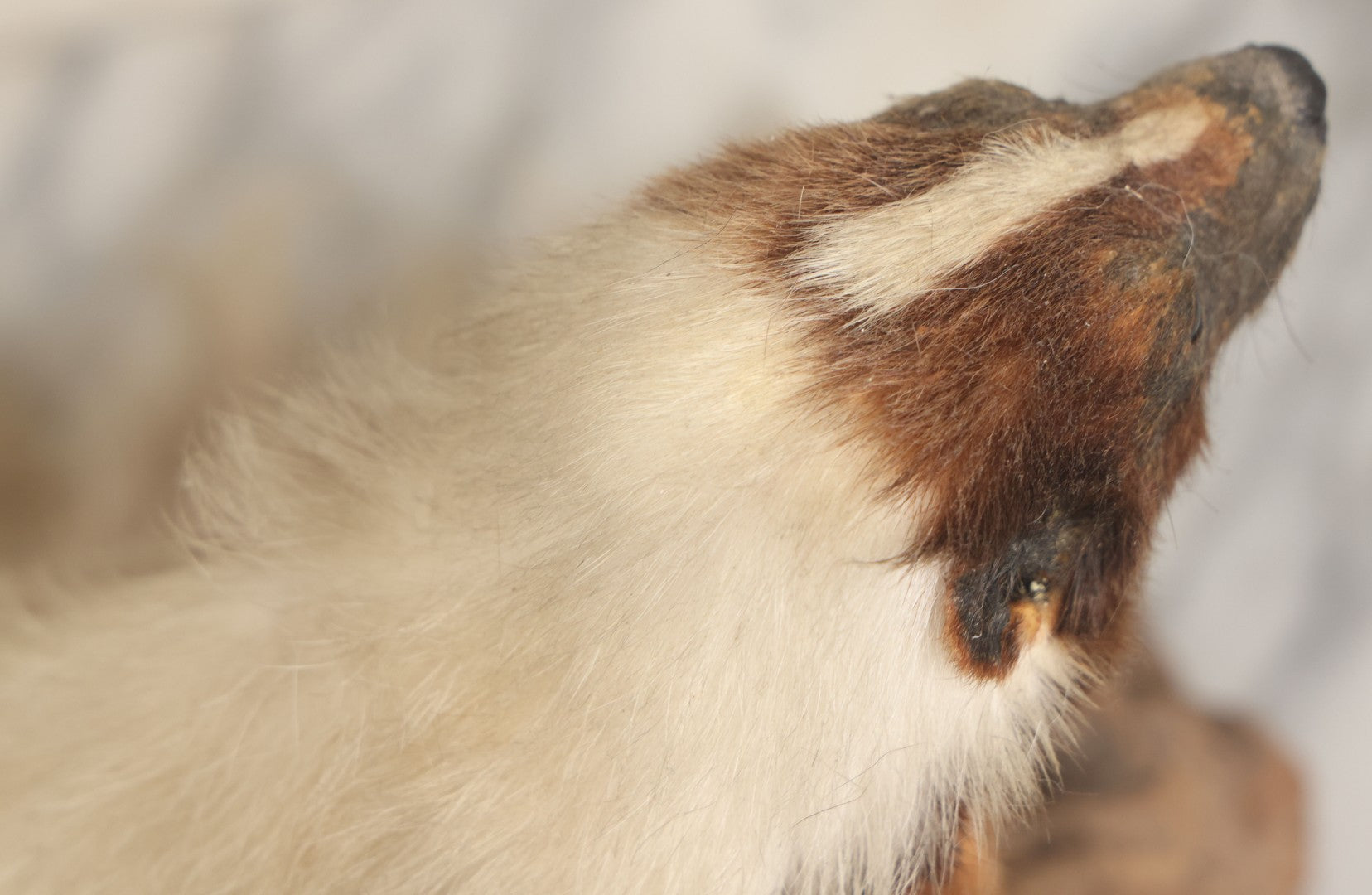 Lot 007 - Antique Skunk Full Taxidermy Mount On Natural Driftwood Log Base