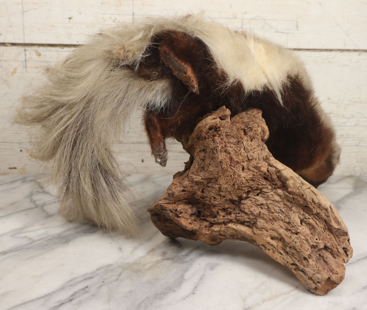 Lot 007 - Antique Skunk Full Taxidermy Mount On Natural Driftwood Log Base