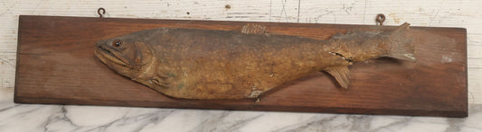 Lot 036 - Antique Fish Trout Full Taxidermy Mount On Wood Panel, Caught In Bowles Pond, Bellevue, New Hampshire, 1901, Note Poor Condition