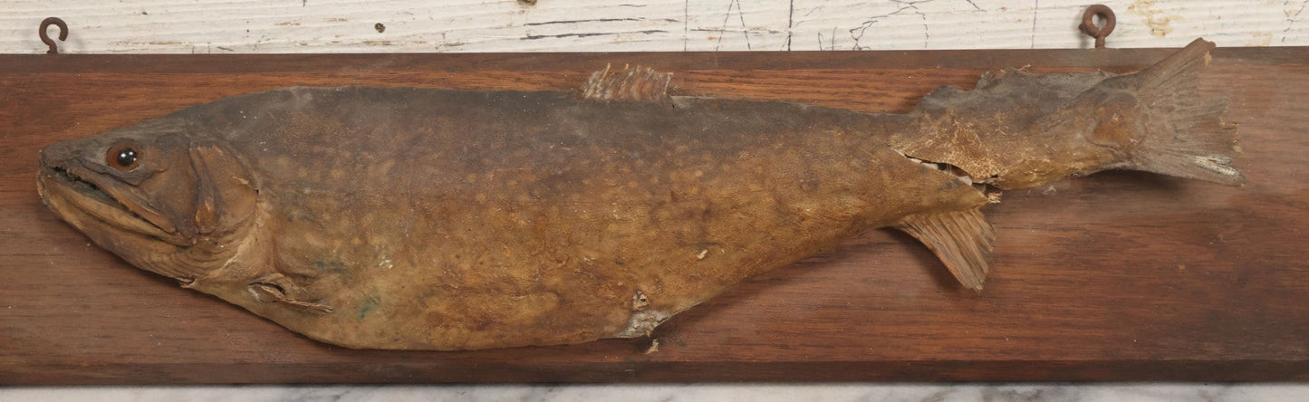 Lot 036 - Antique Fish Trout Full Taxidermy Mount On Wood Panel, Caught In Bowles Pond, Bellevue, New Hampshire, 1901, Note Poor Condition