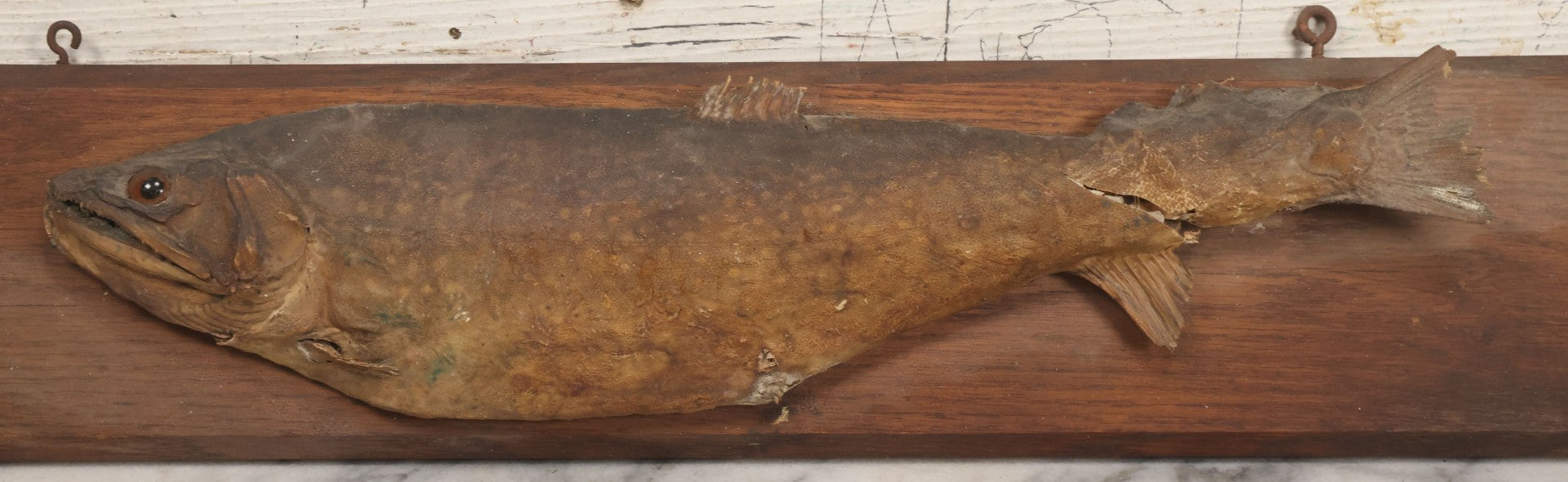 Lot 036 - Antique Fish Trout Full Taxidermy Mount On Wood Panel, Caught In Bowles Pond, Bellevue, New Hampshire, 1901, Note Poor Condition