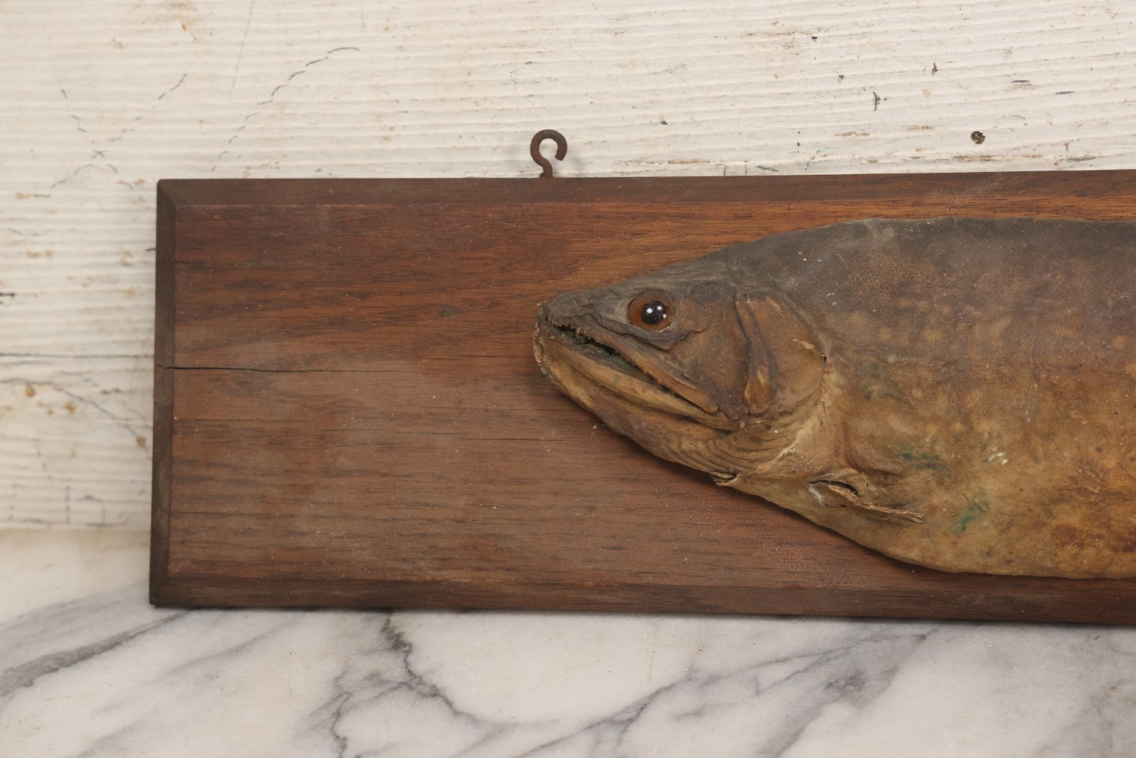 Lot 036 - Antique Fish Trout Full Taxidermy Mount On Wood Panel, Caught In Bowles Pond, Bellevue, New Hampshire, 1901, Note Poor Condition